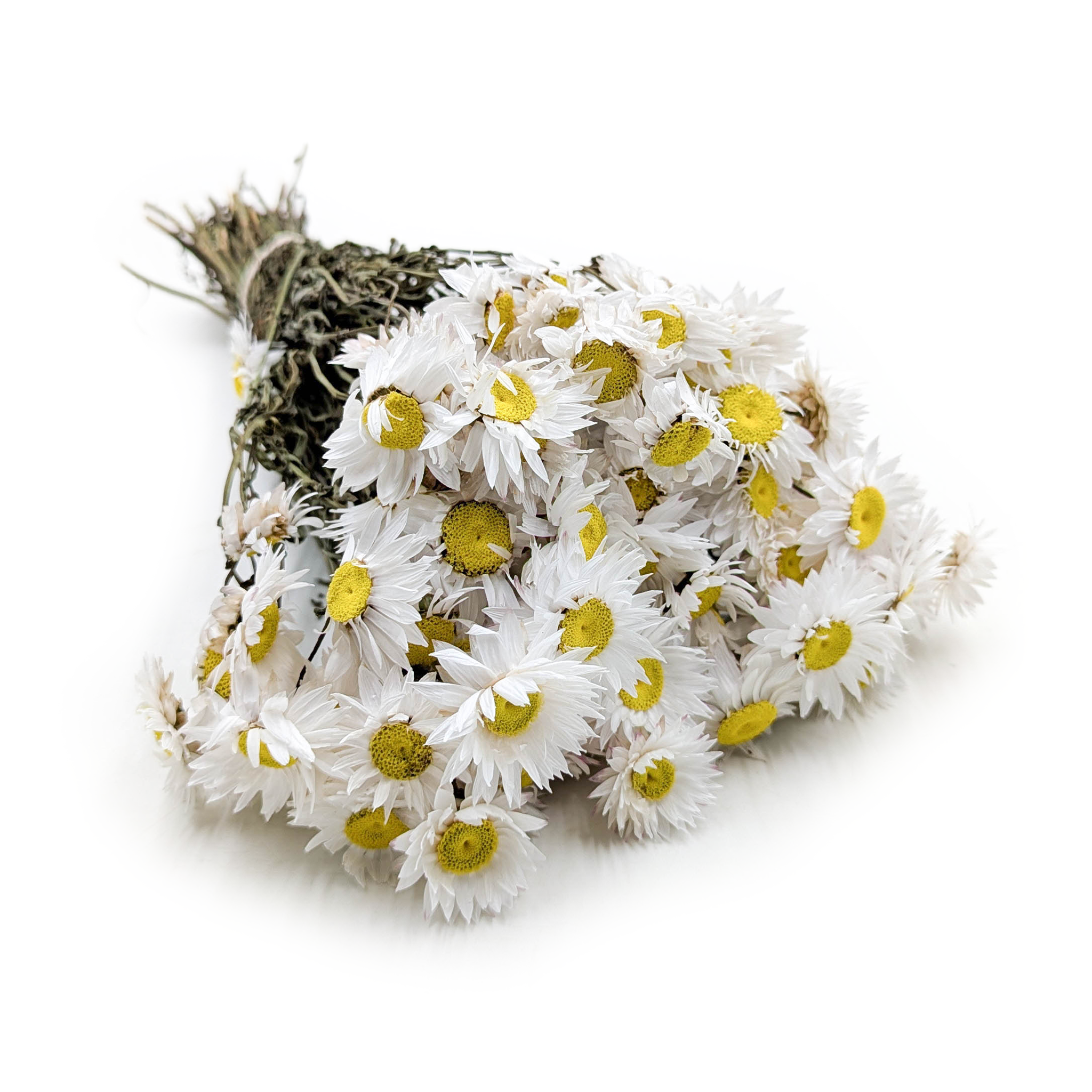 Dried Acroclinium - White