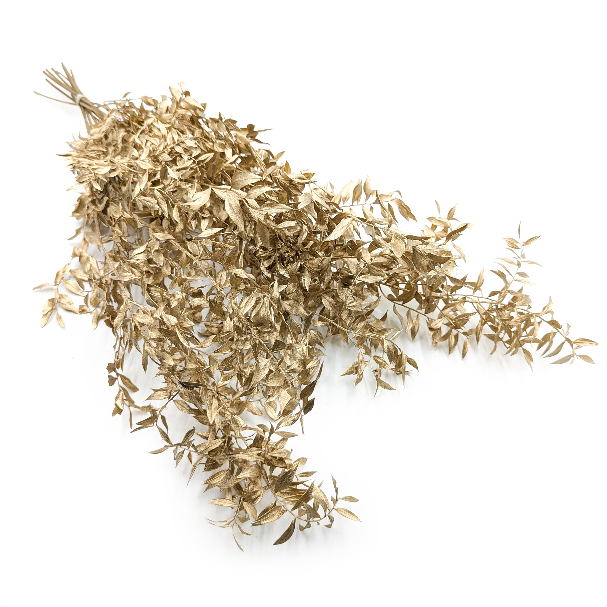 Dried Ruscus – Gold