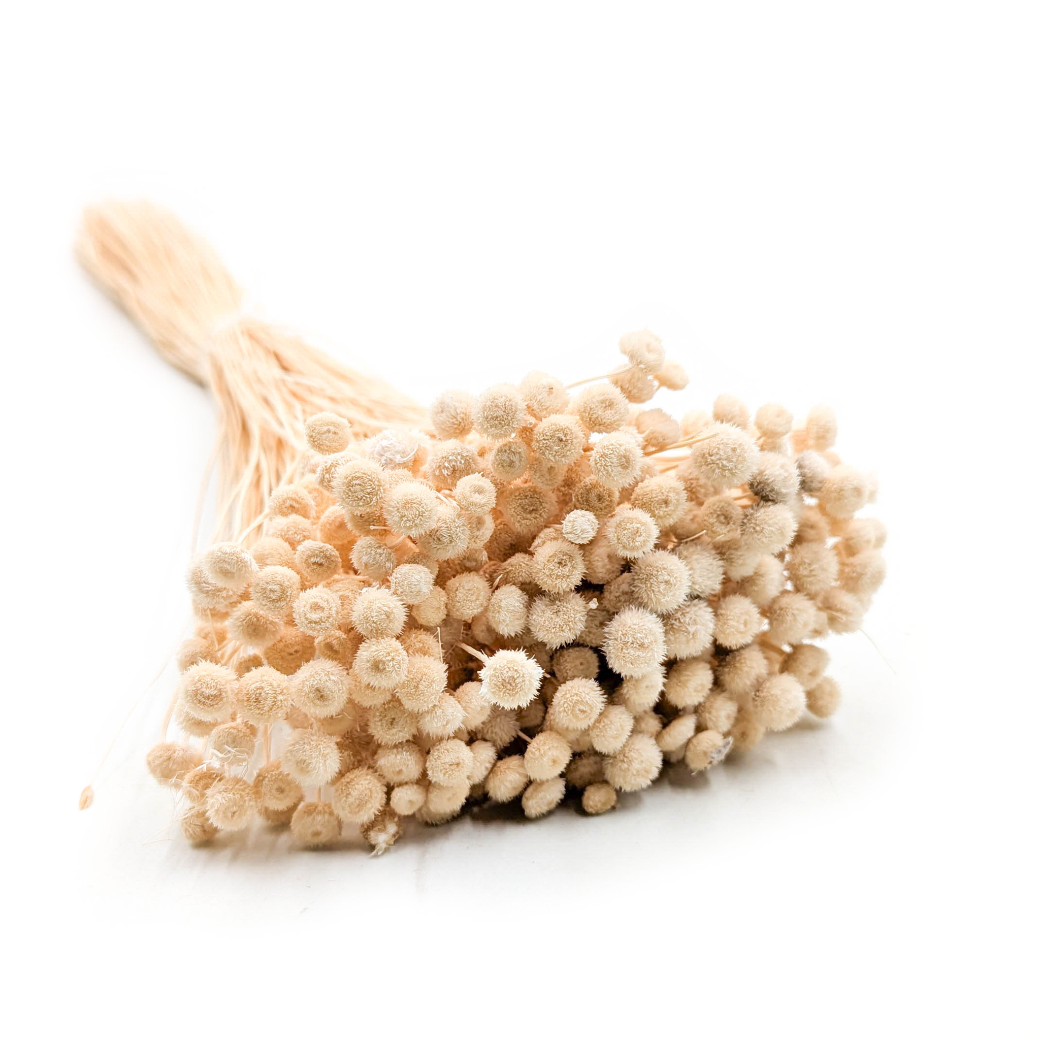 Botao Amarelino - (Amarelinho) - Beige