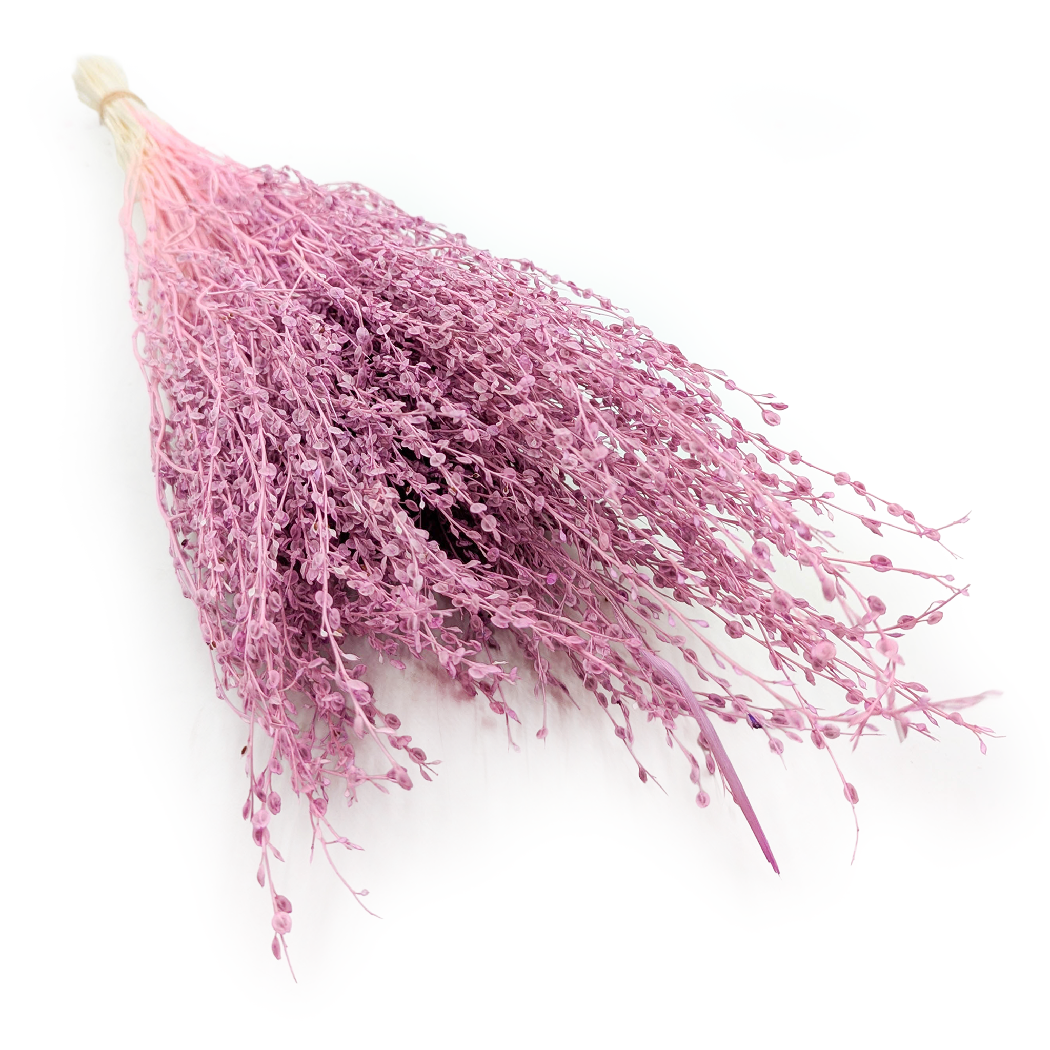 Lepidium (Lepidium sativum) - Heather
