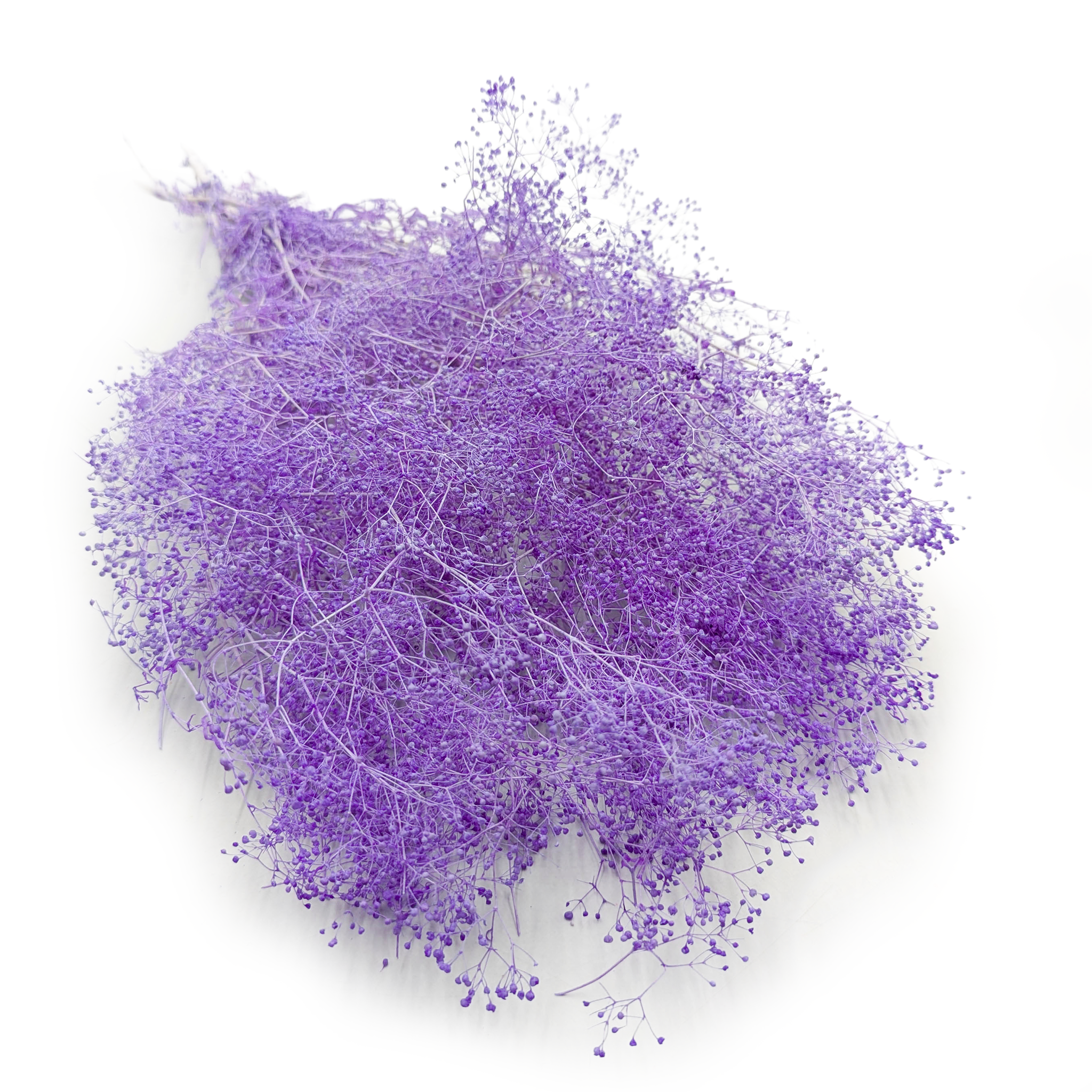 Preserved Small Gypsophila - Baby's Breath - Lilac
