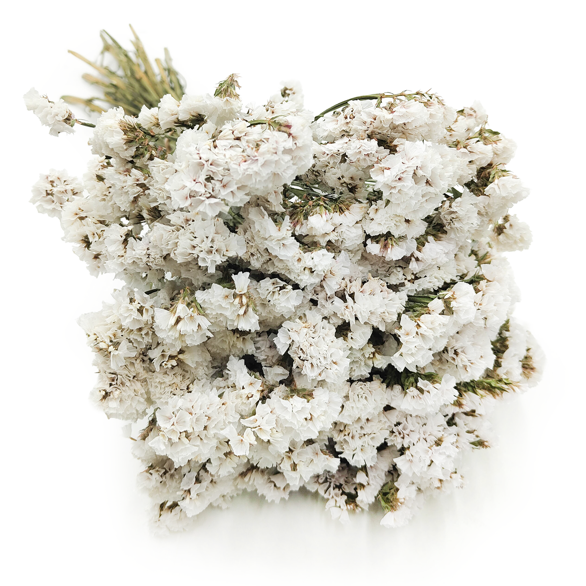 Statice Limonium sinuatum - White