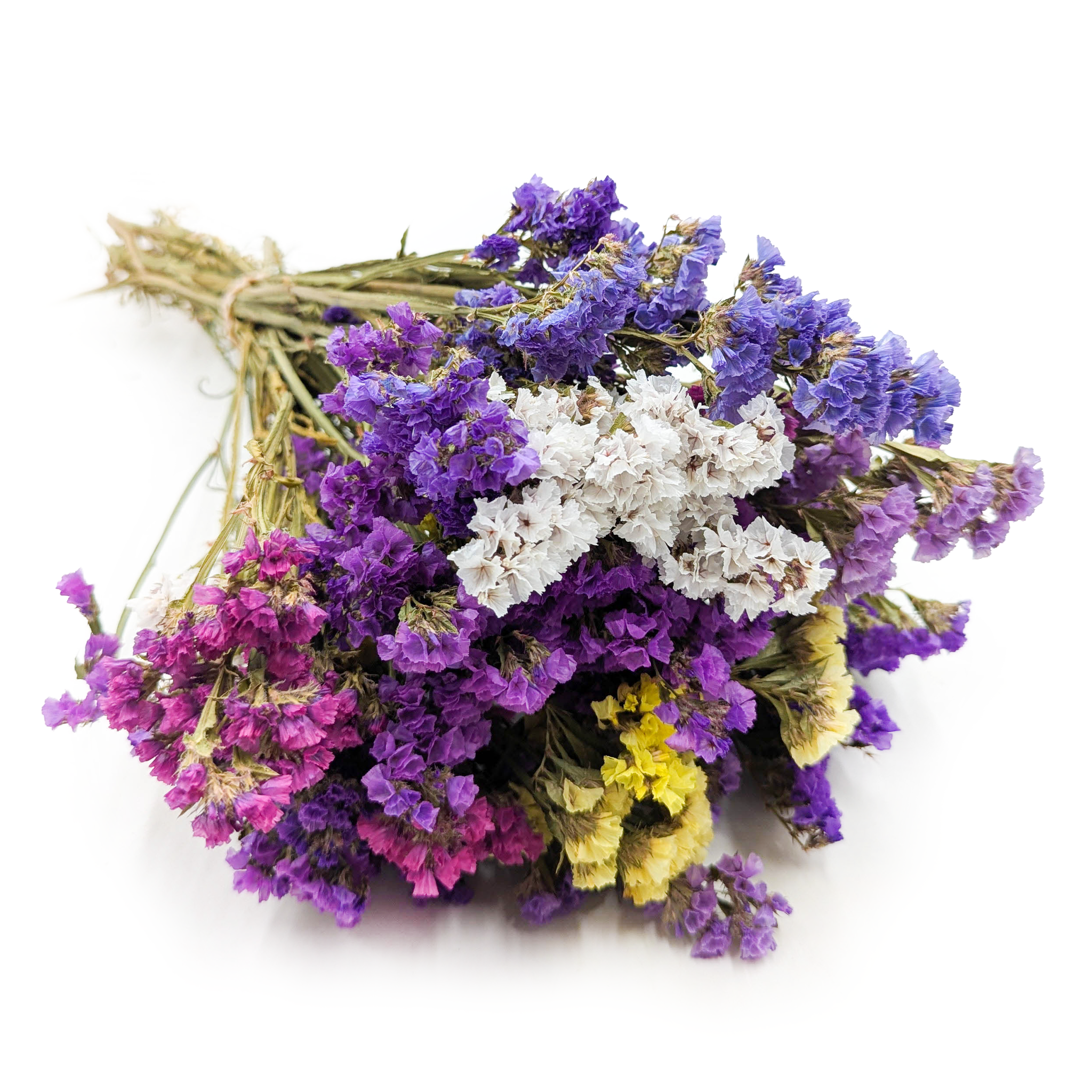 Statice - Limonium sinuatum - MIX