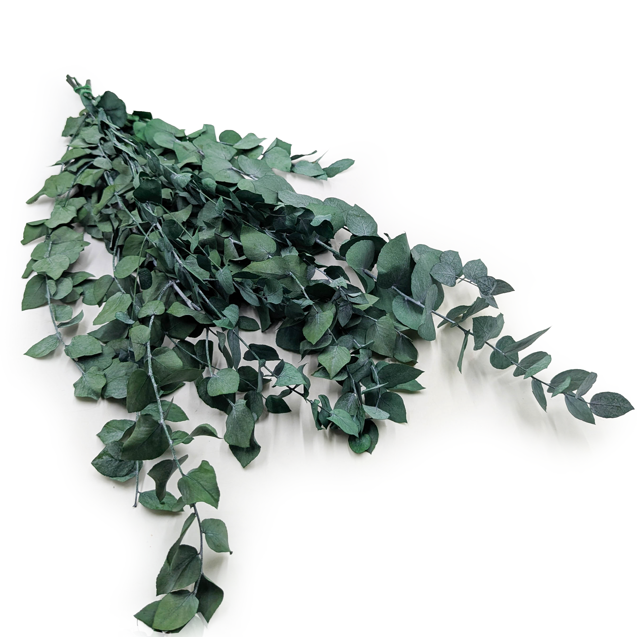 Preserved Eucalyptus – Stuartiana – Green