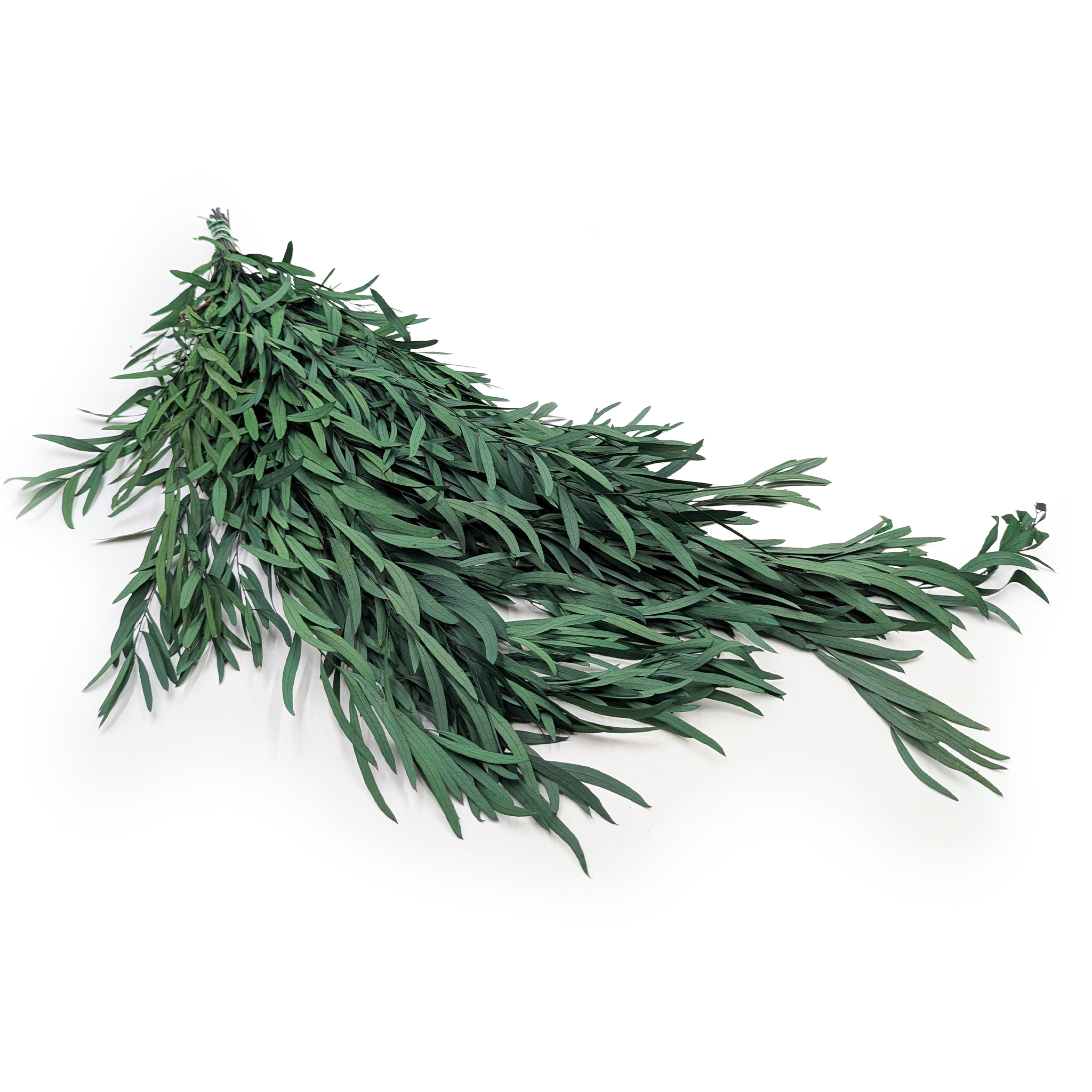 Preserved Eucalyptus – Nicoly – Green