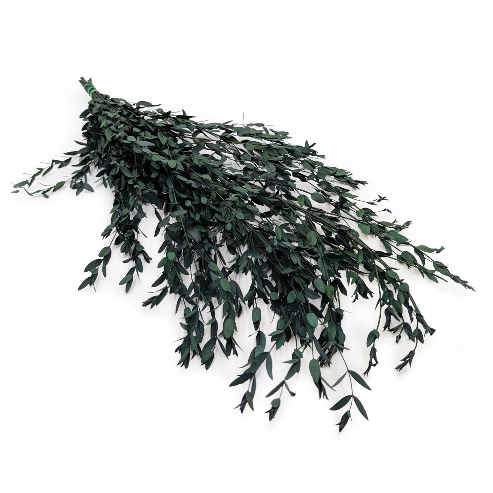 Preserved Eucalyptus – Parvifolia – Green