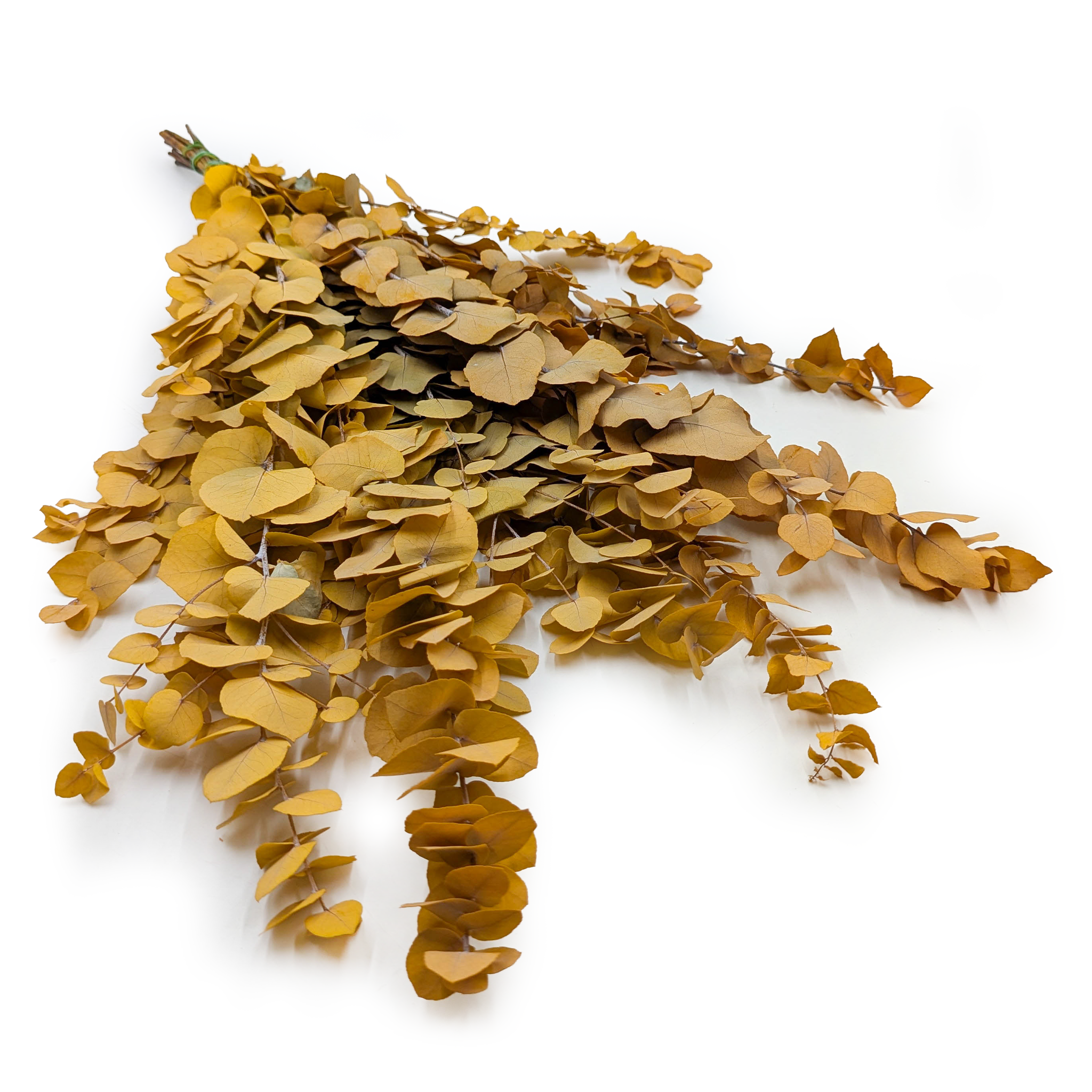 Preserved Eucalyptus – Stuartiana – Yellow