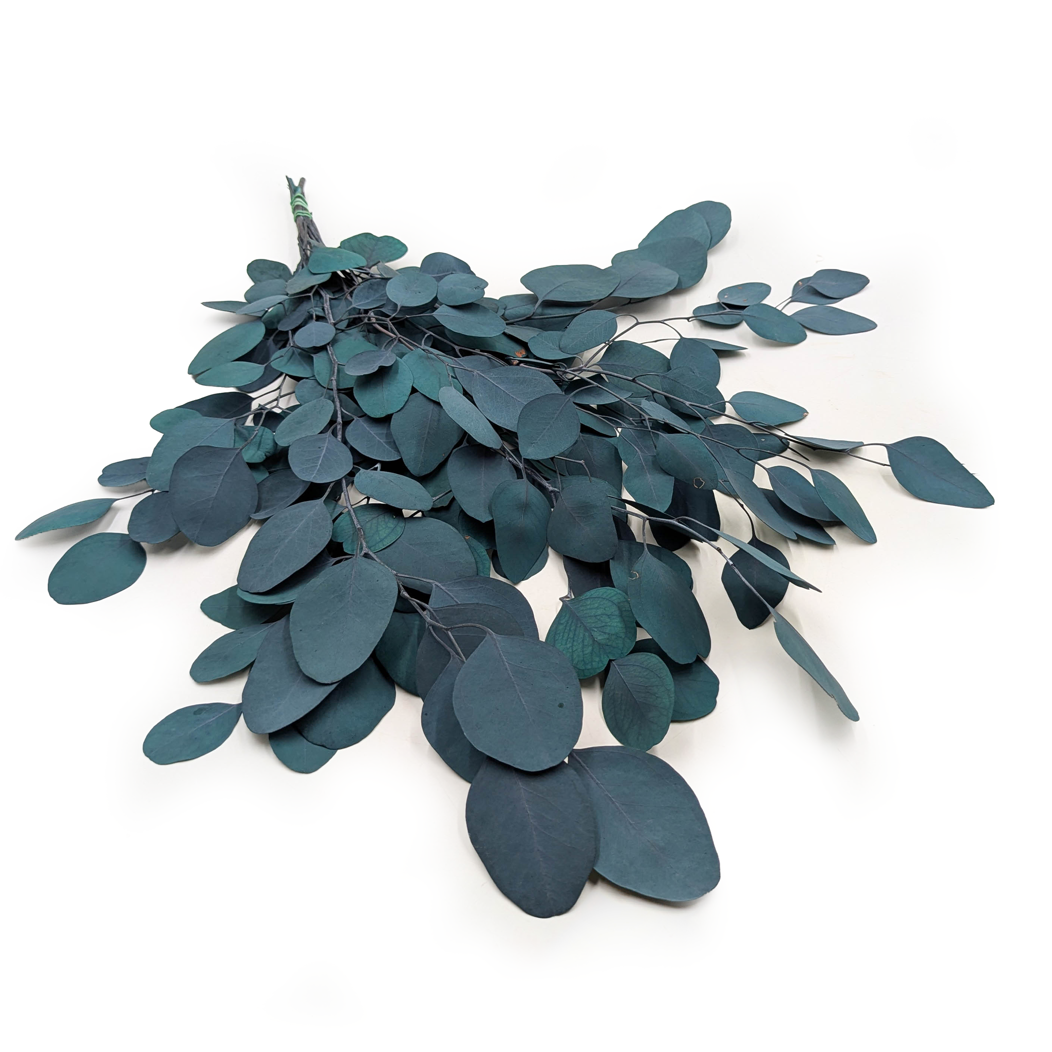 Preserved Eucalyptus – Populus – Green