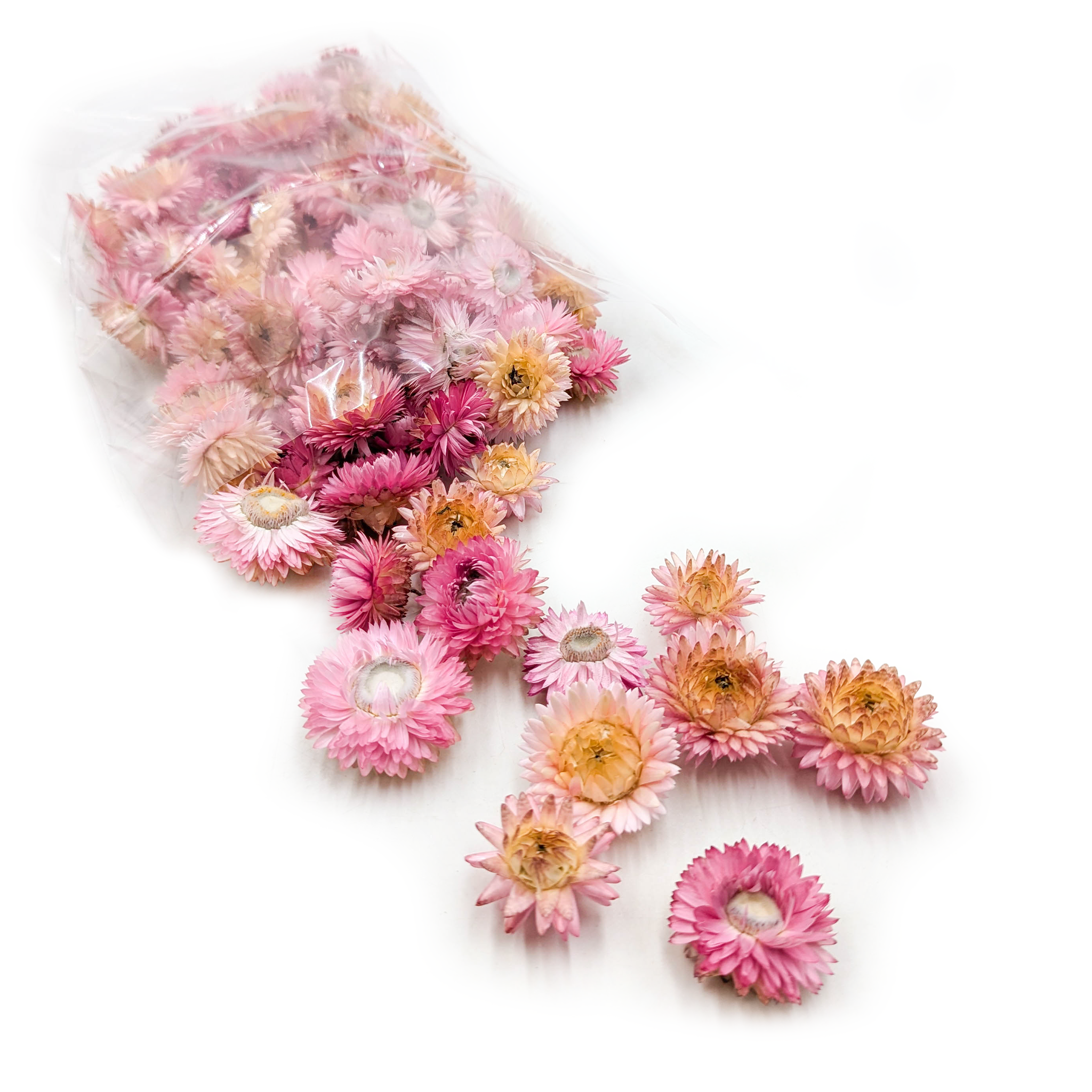 Dried Helichrysum – Flower Heads – (Helichrysum) – Dark Pink