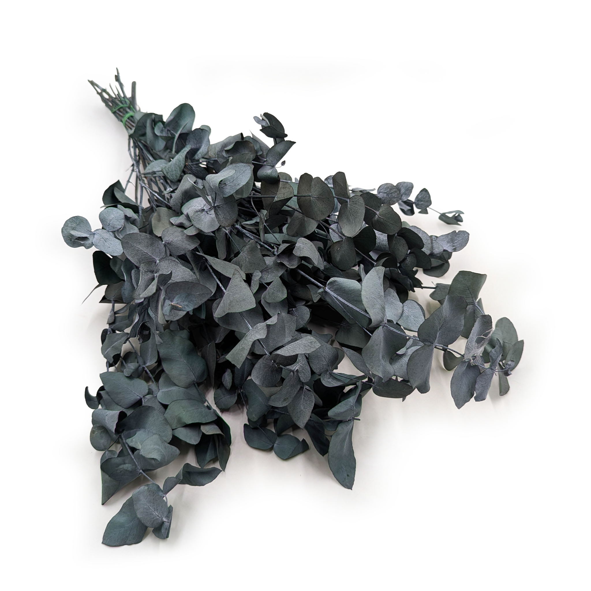 Preserved Eucalyptus - Cinerea - Green