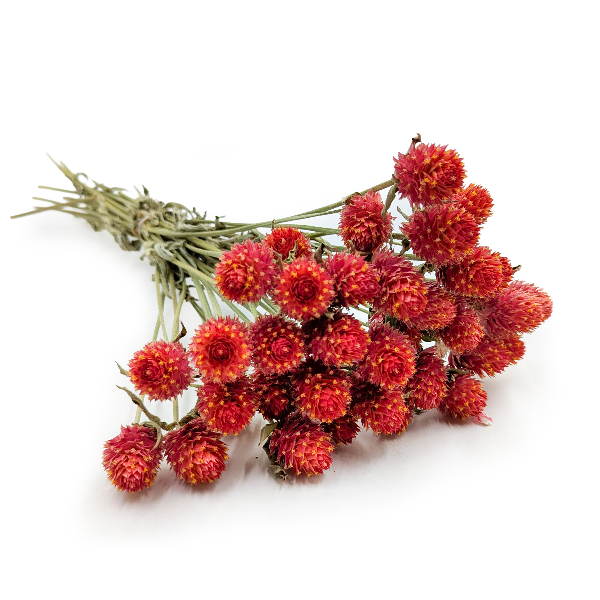 Dried Globe Amaranth – Bouquet – (Gomphrena globosa) – Orange