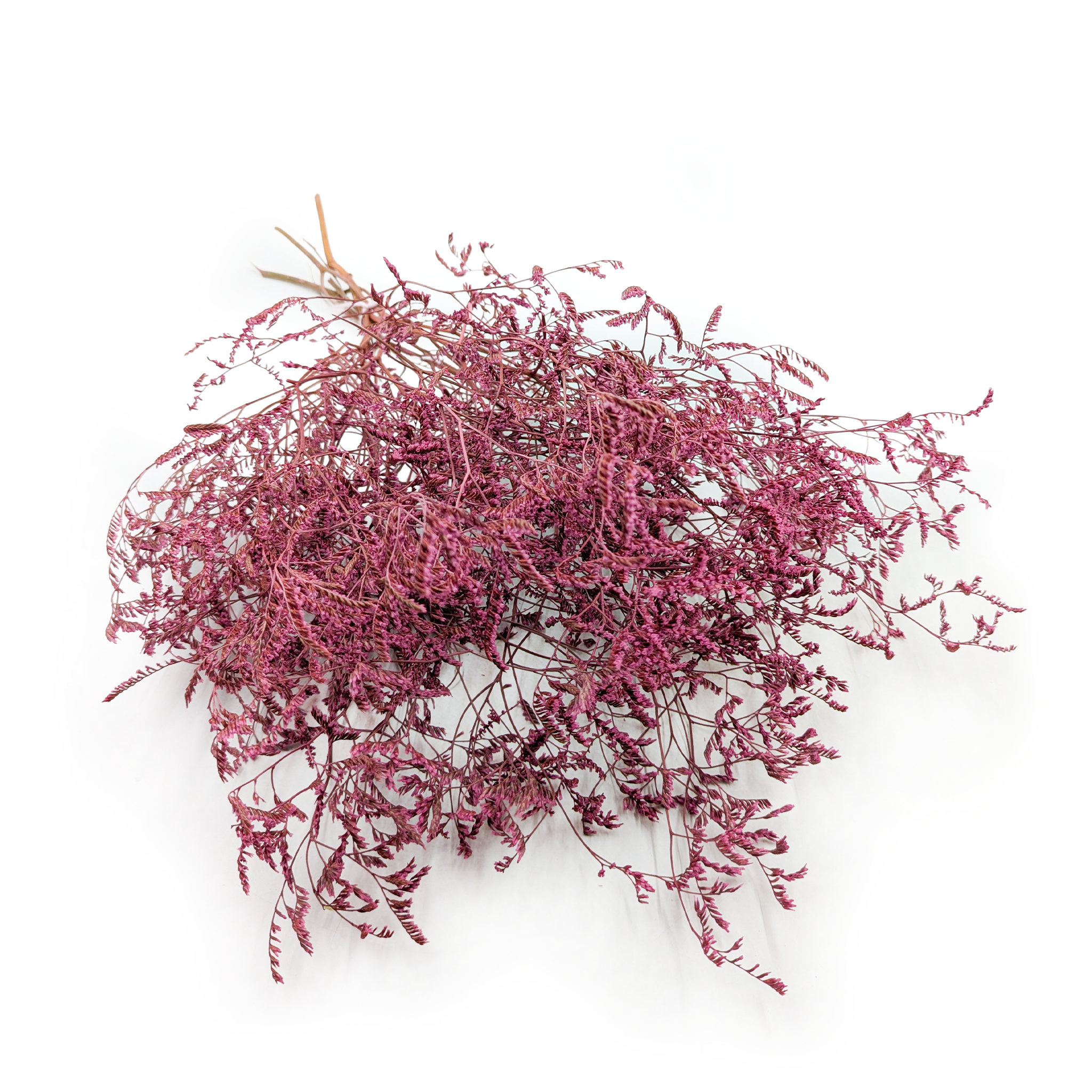Dried Broadleaf Statice – Limonium Latifolium – Pink