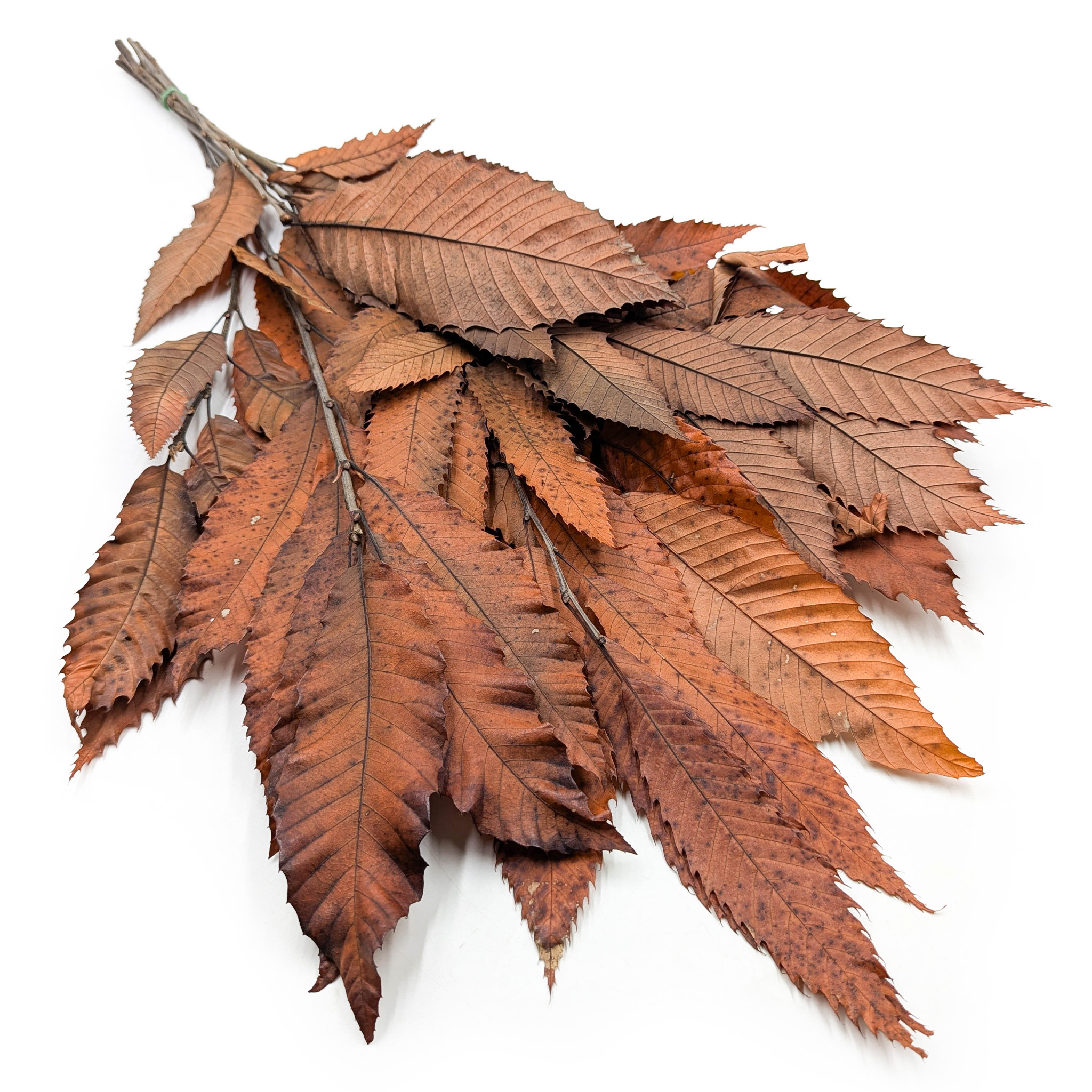 Chestnut Leaves – Stabilized – Orange