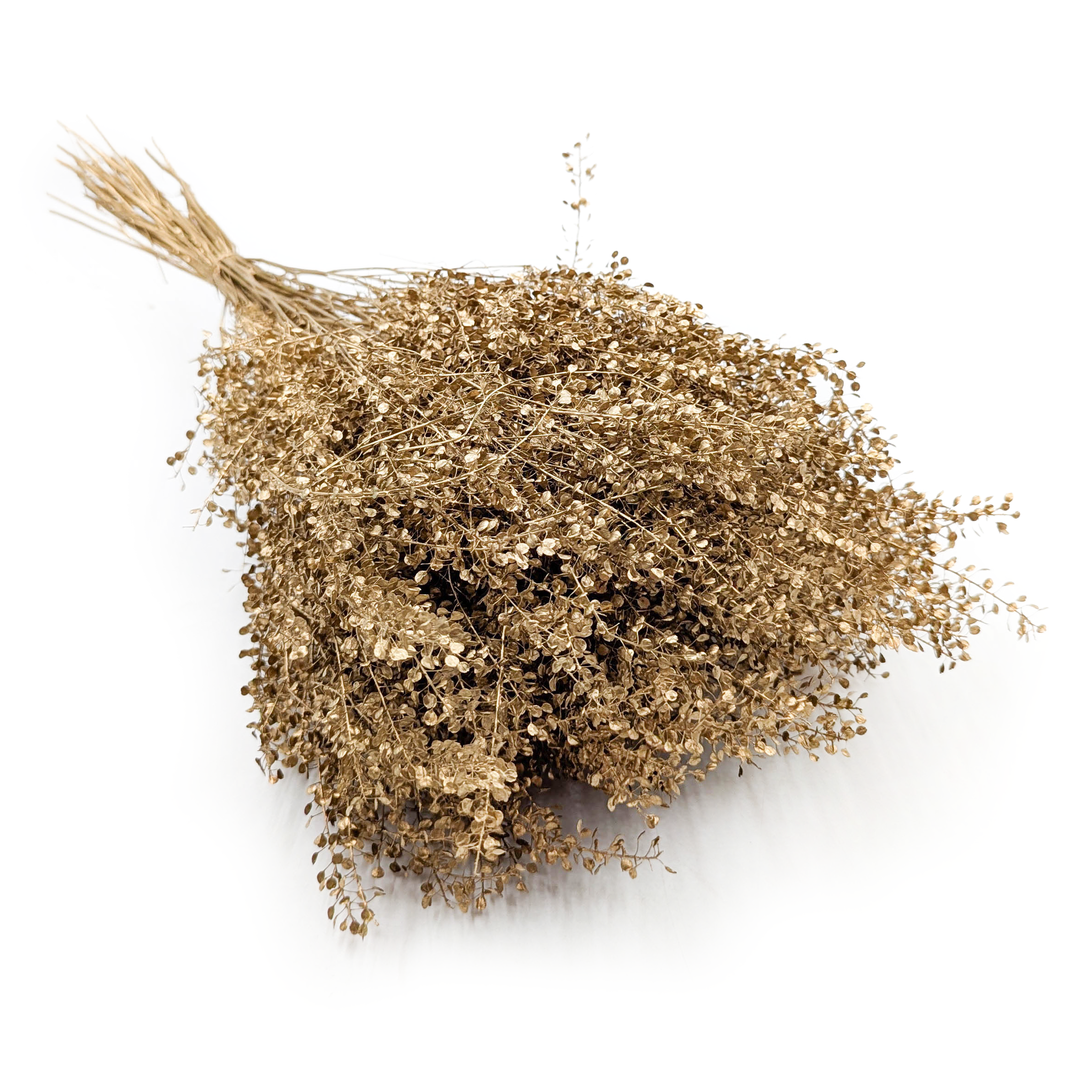 Dried Lepidium – (Lepidium sativum) – Gold