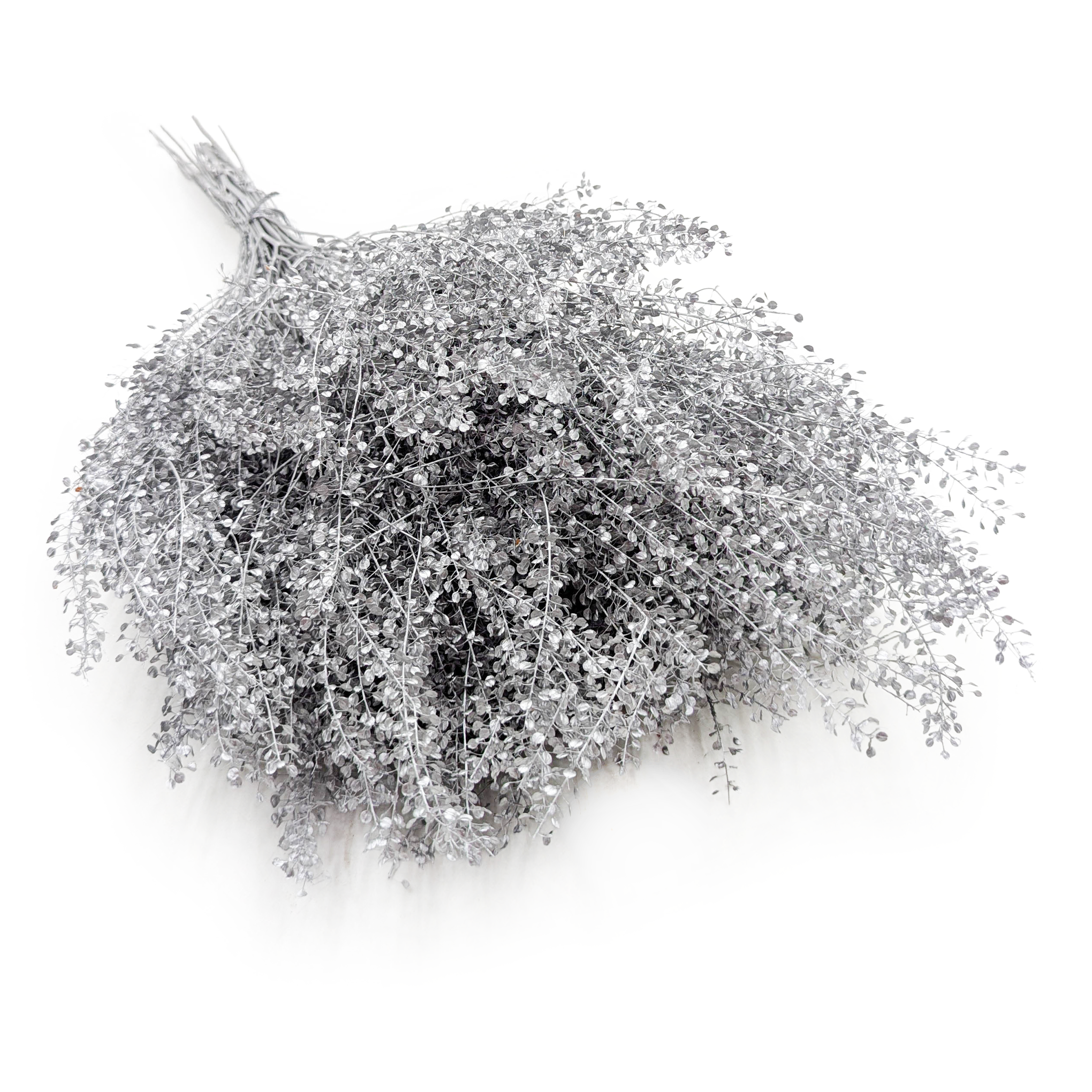 Dried Lepidium – (Lepidium sativum) – Silver