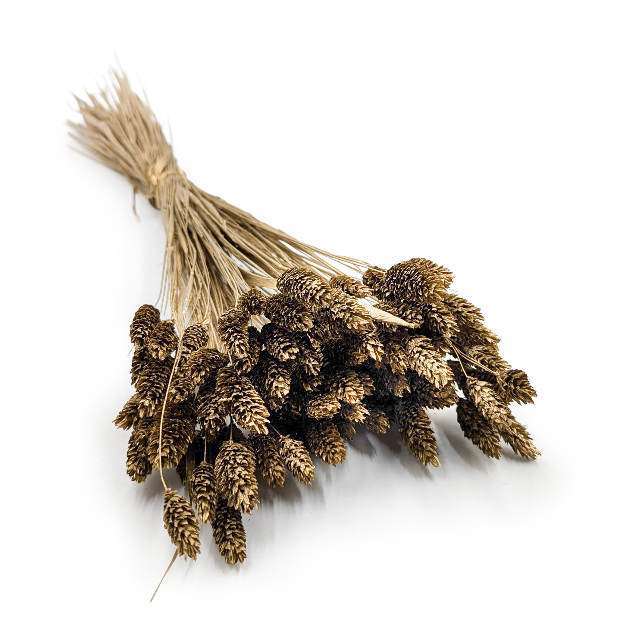 Dried Phalaris - Canary Grass - Gold