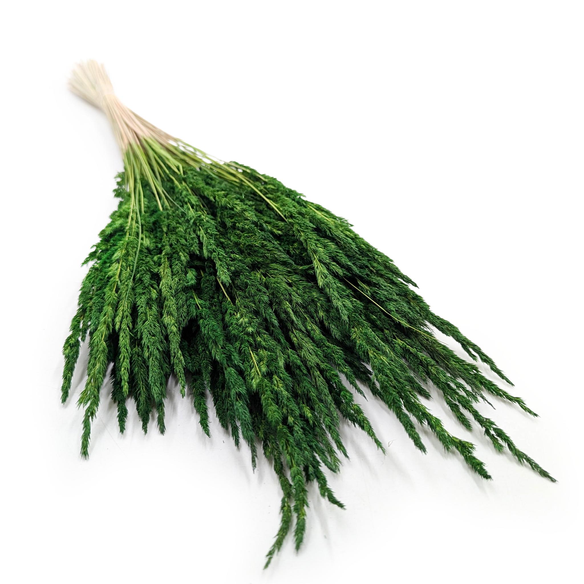 Reed Grass – (Calamagrostis epigejos) – Bottle Green