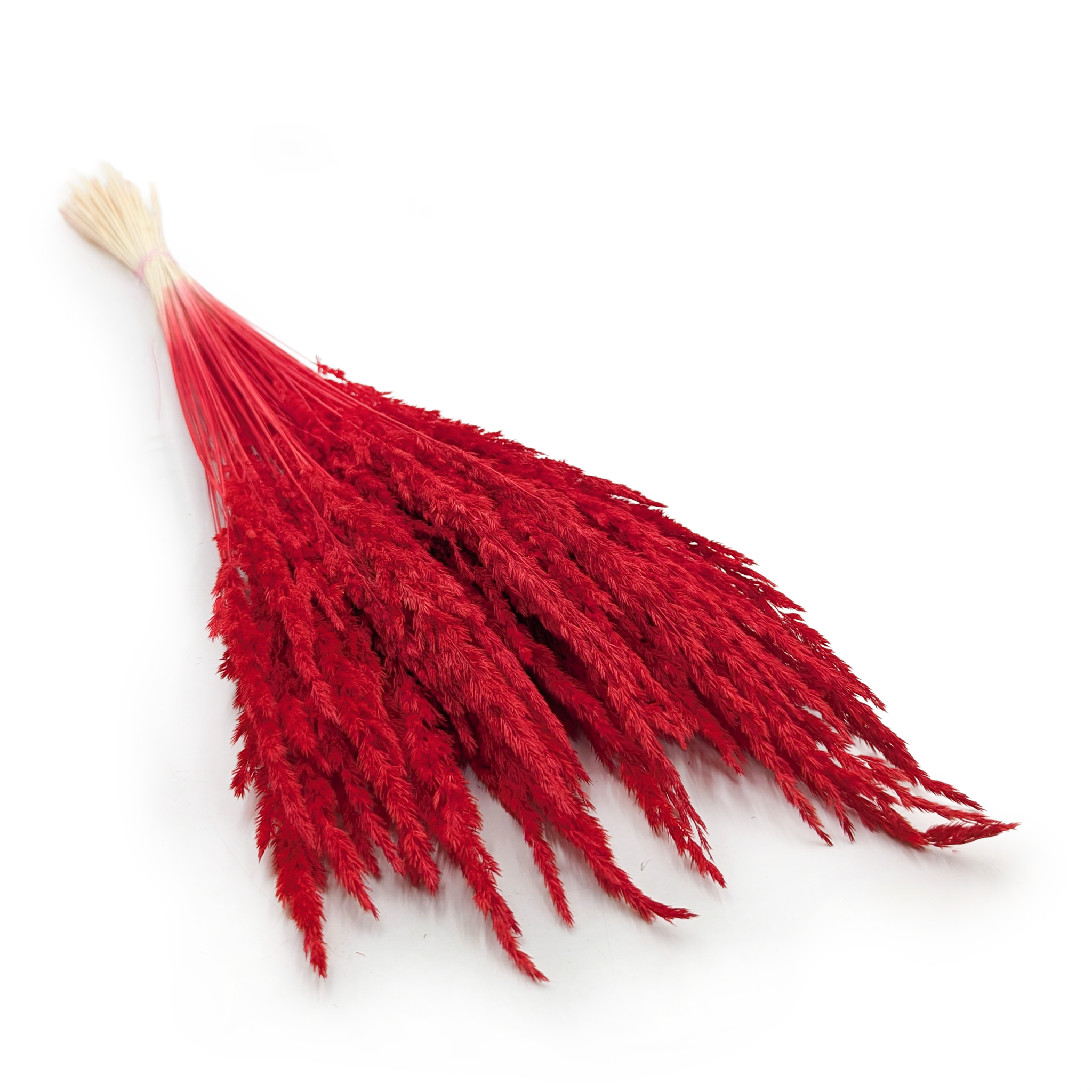 Reed Grass – (Calamagrostis epigejos) – Red