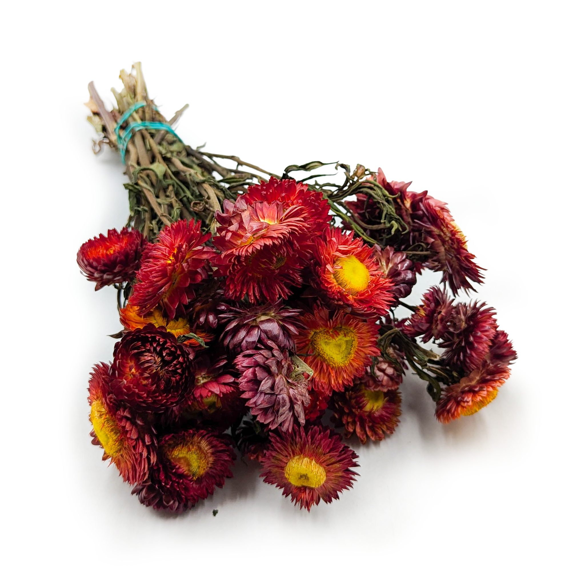 Helichrysum bracteatum Dried - Everlasting Flower - Scarlet Red