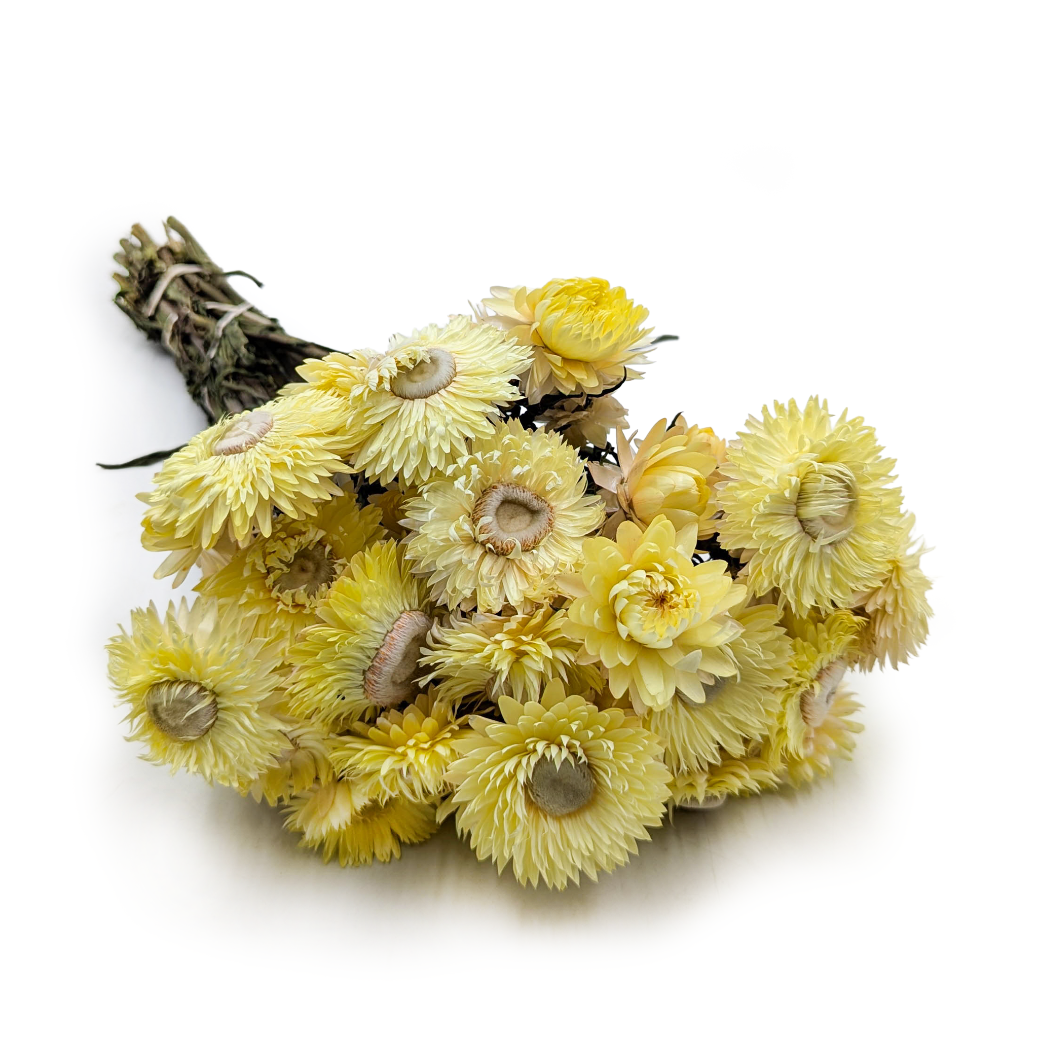Helichrysum bracteatum Dried - Everlasting Flower - Lemon Yellow