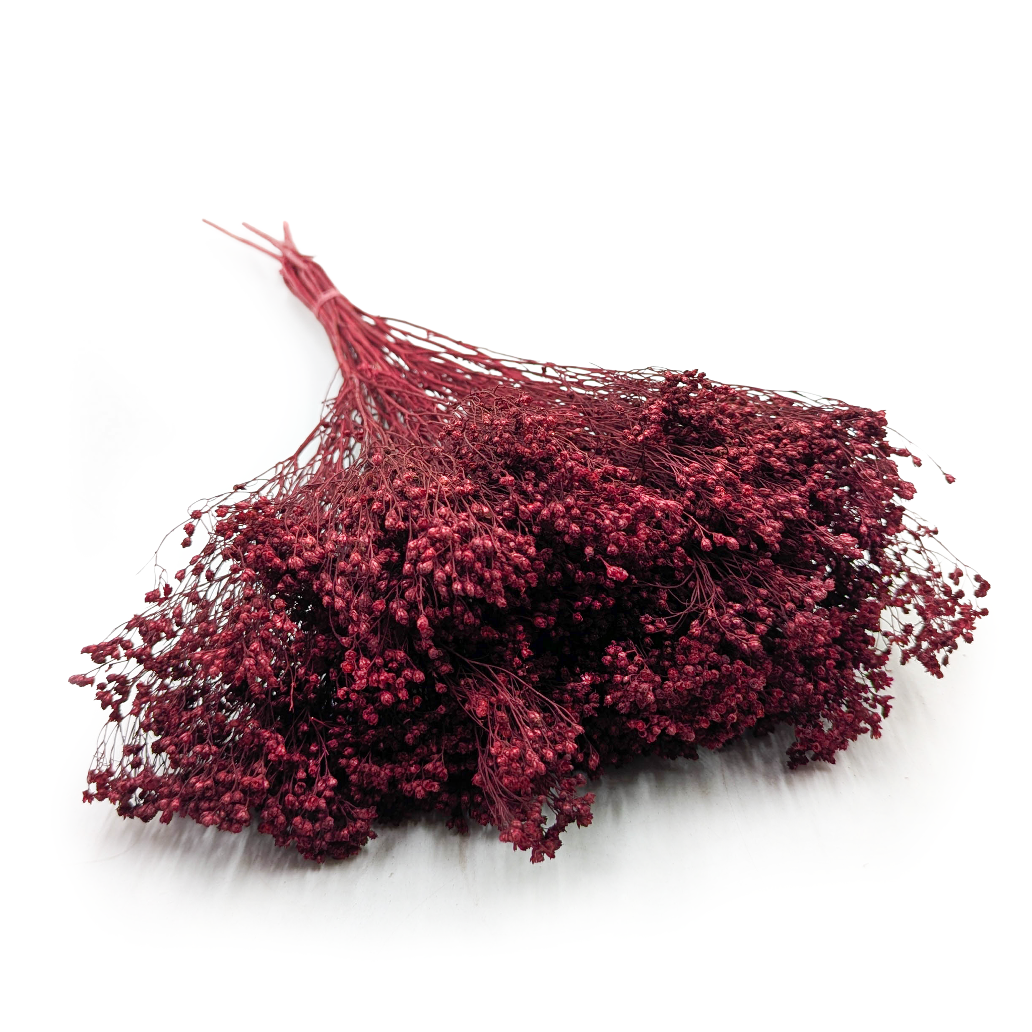 Broom Bloom ( Cytisus Scoparius) – Burgundy Red