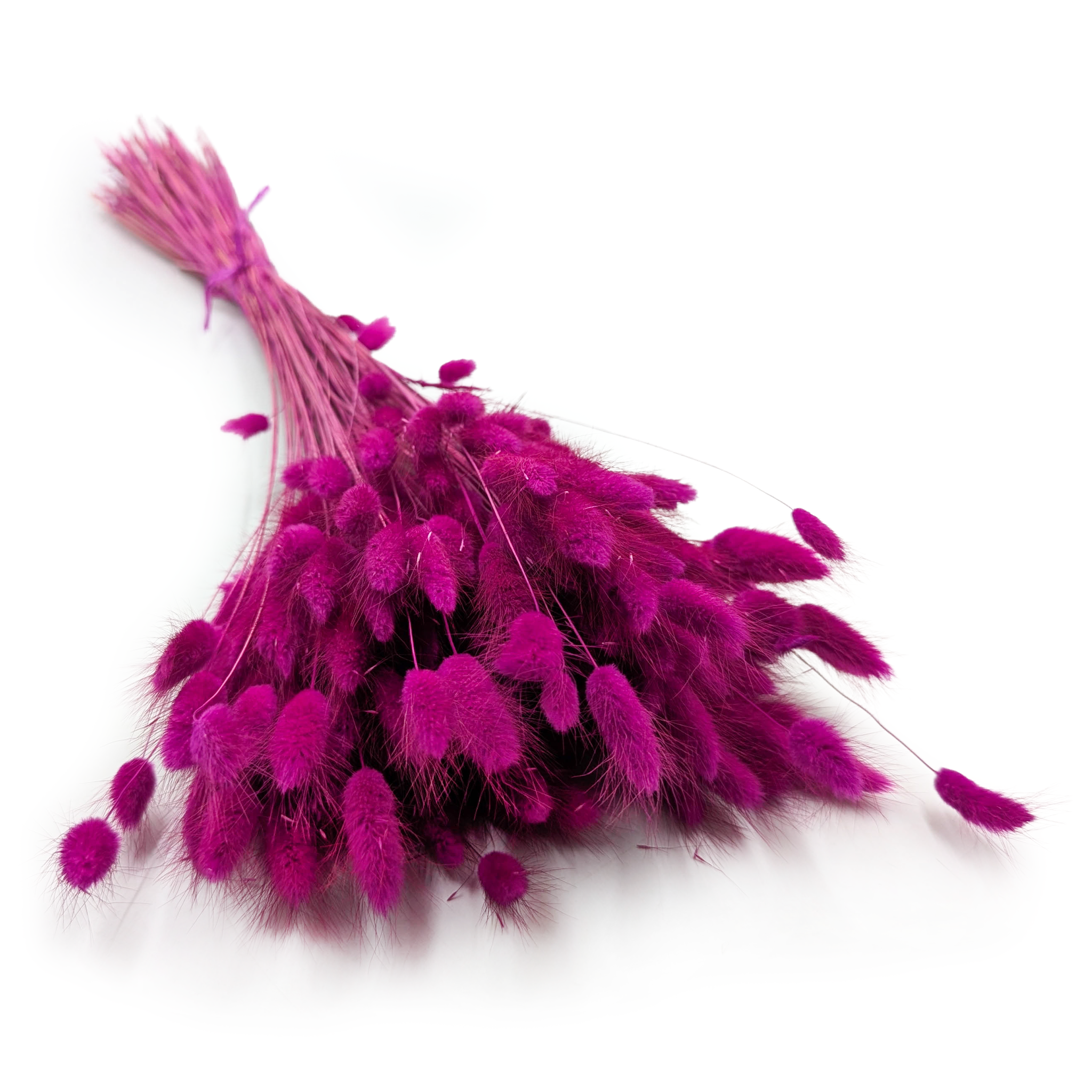 Dried Bunny Tails (Lagurus) - Purple