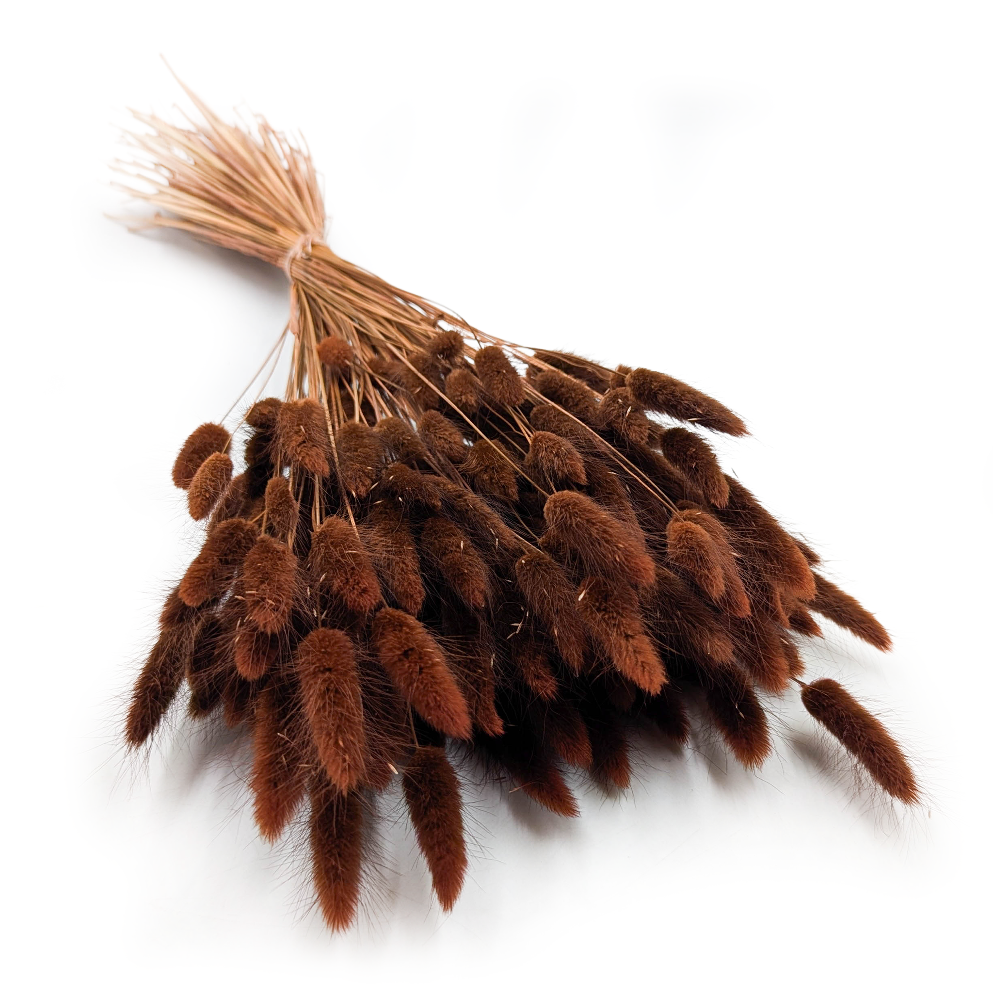 Dried Bunny Tails (Lagurus) - Chocolate Brown