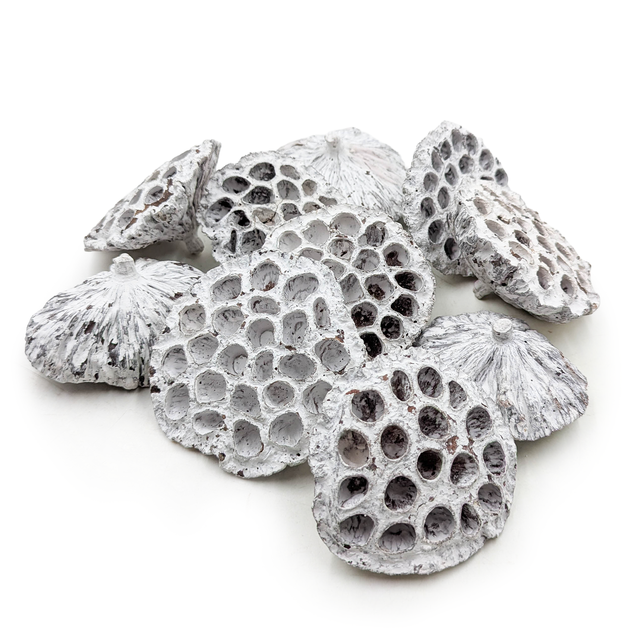Large XXL Lotus - Bleached - Exotic Dried - Pack of 10 
