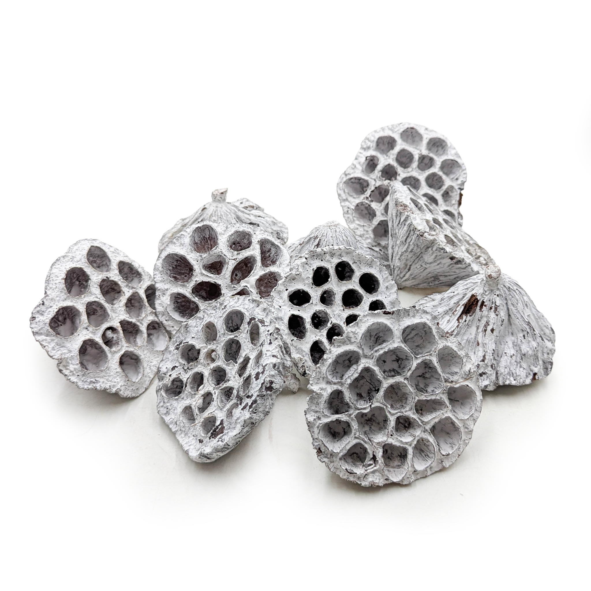 Lotus Medium M  - Bleached - Exotic Dried - Pack of 10 