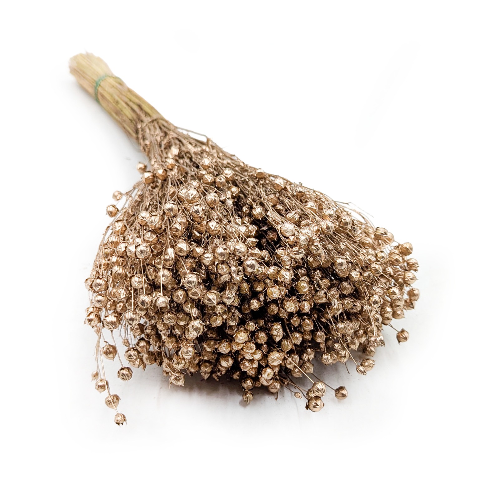 Dried Flax (Linum) - Gold