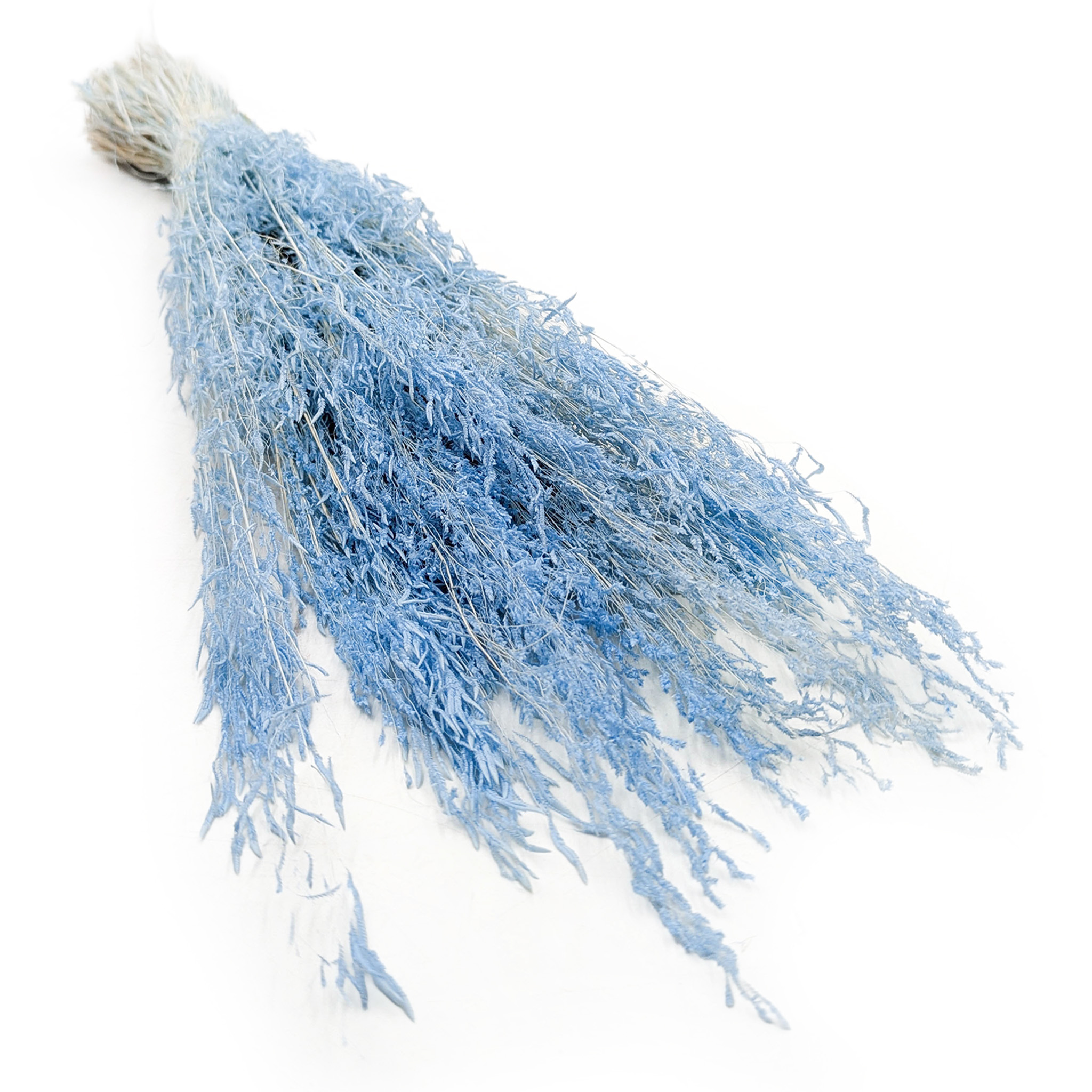 Dried Quaking Grass - (Briza Segromigno) - Blue