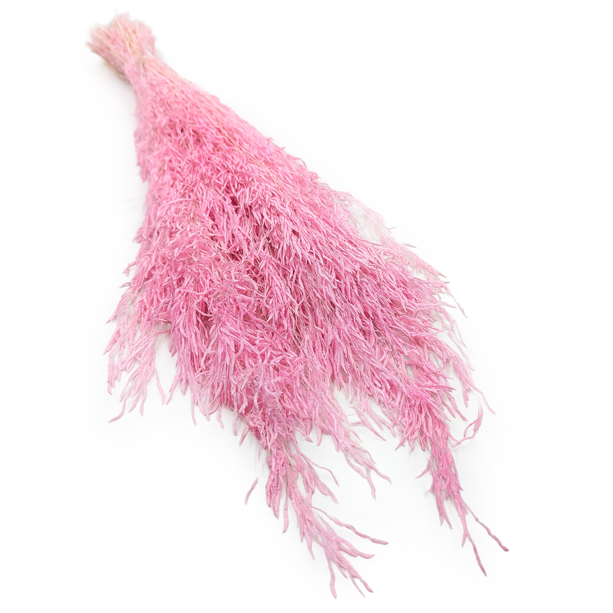 Dried Quaking Grass - (Briza Segromigno) - Light Pink