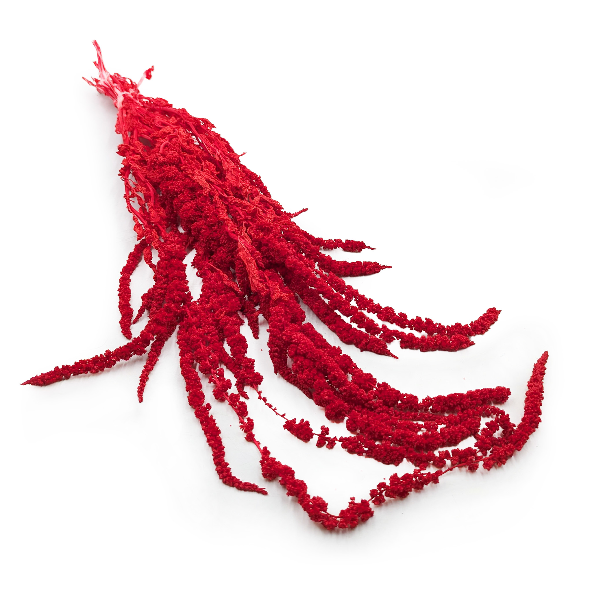 Preserved Amaranthus - Amaranthus  - Red