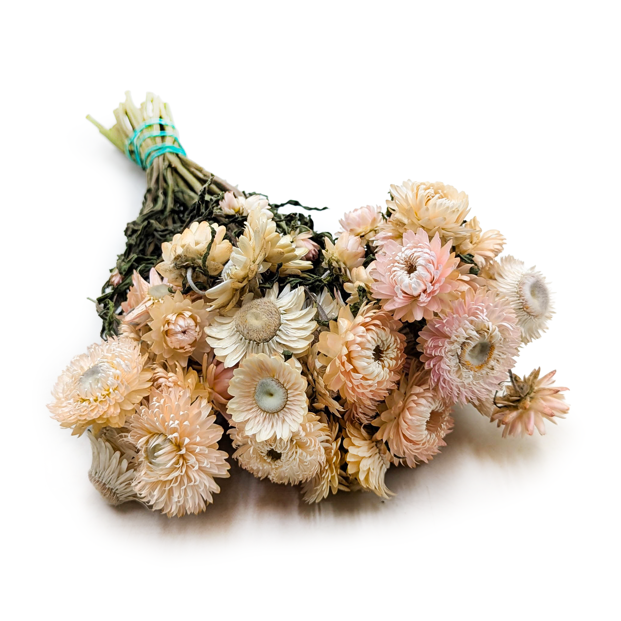 Helichrysum bracteatum Dried - Everlasting Flower - Light Pink