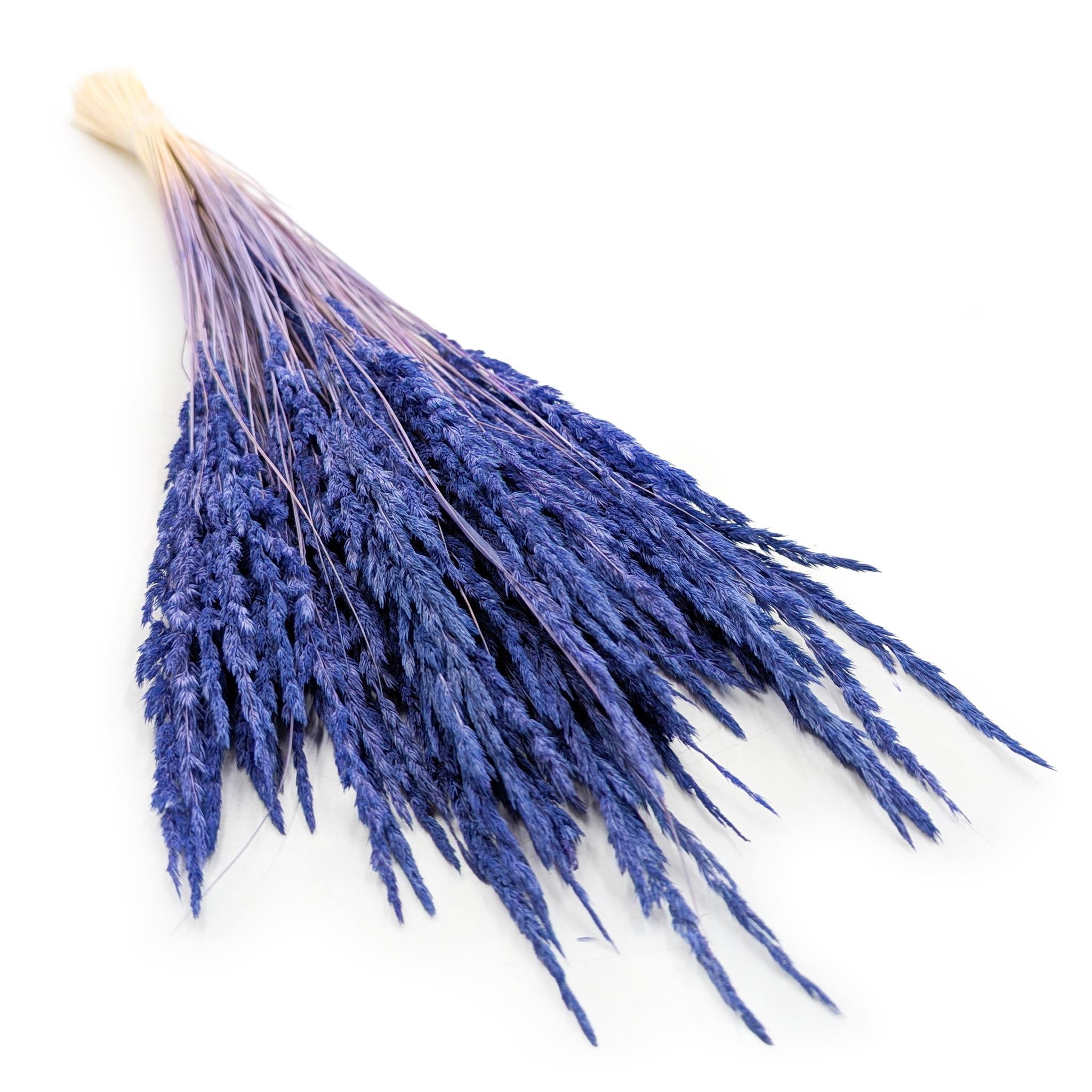 Reed Grass – (Calamagrostis epigejos) – Navy Blue