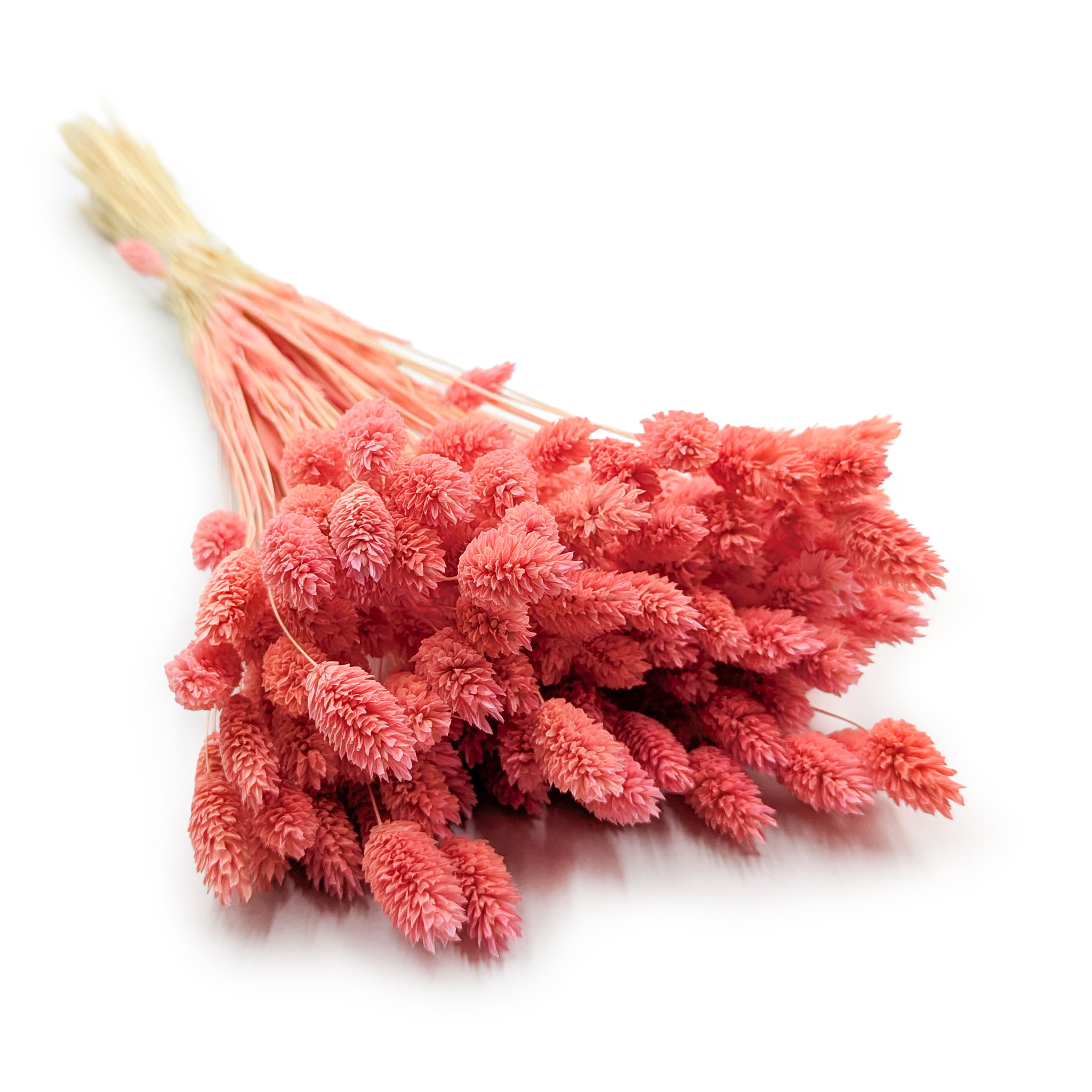 Dried Phalaris - Canary Grass - Coral