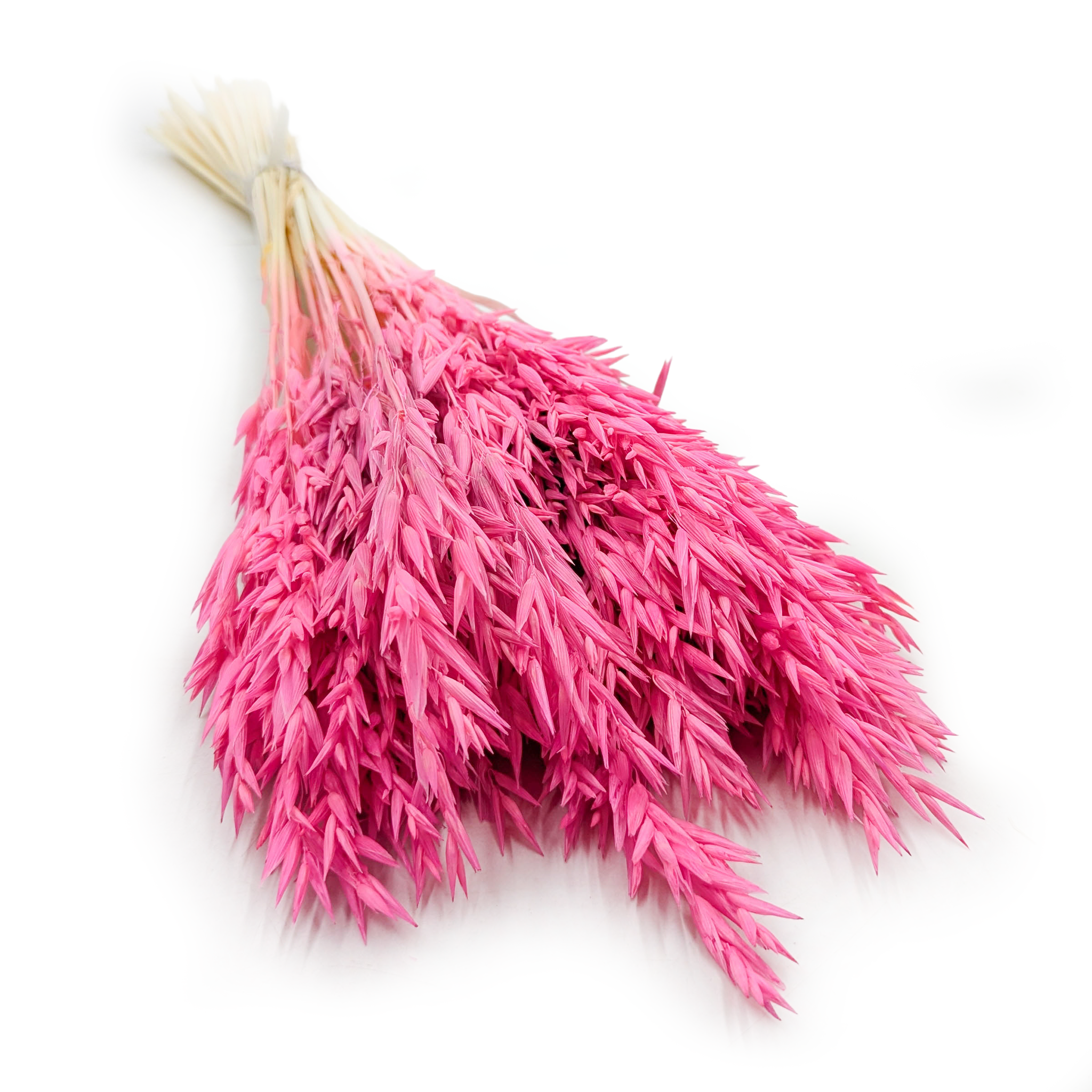Dried Oats - Fuchsia