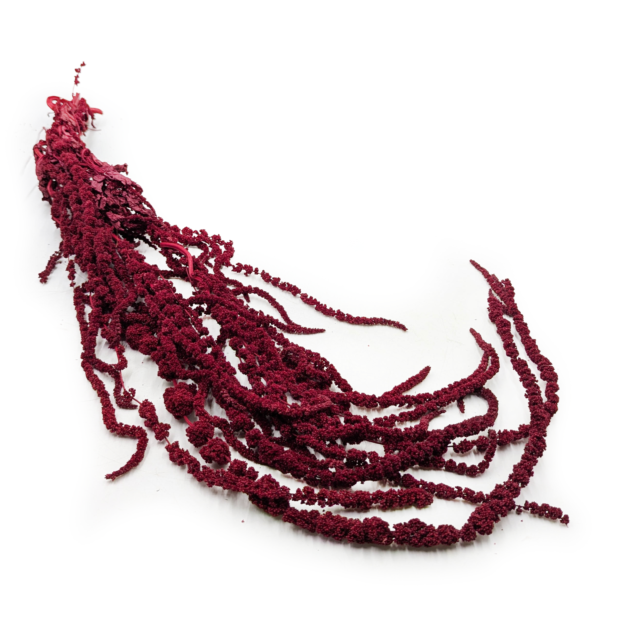 Preserved Amaranthus - Amaranthus  - Burgundy