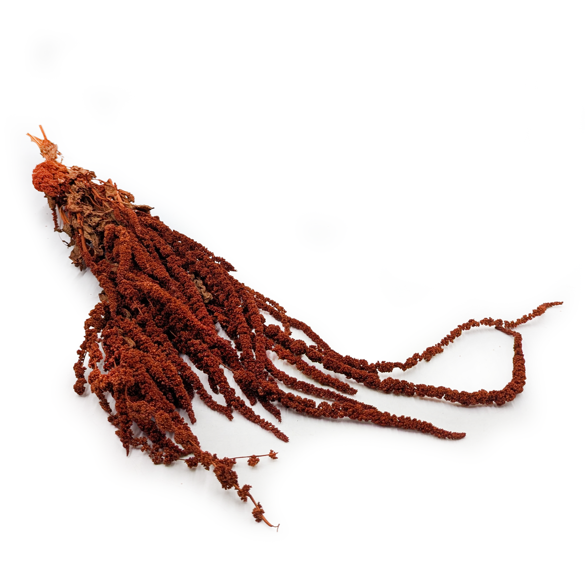 Preserved Amaranthus - Amaranthus  - Dark Terracotta
