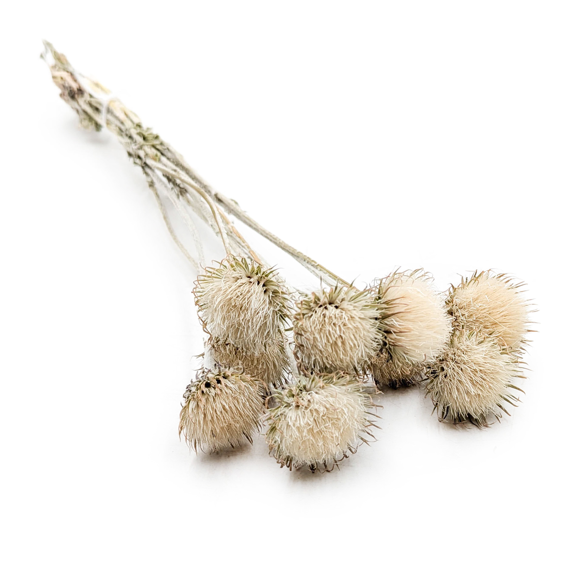 Mountain Thistle – (Cardo di montagna) – Natural White