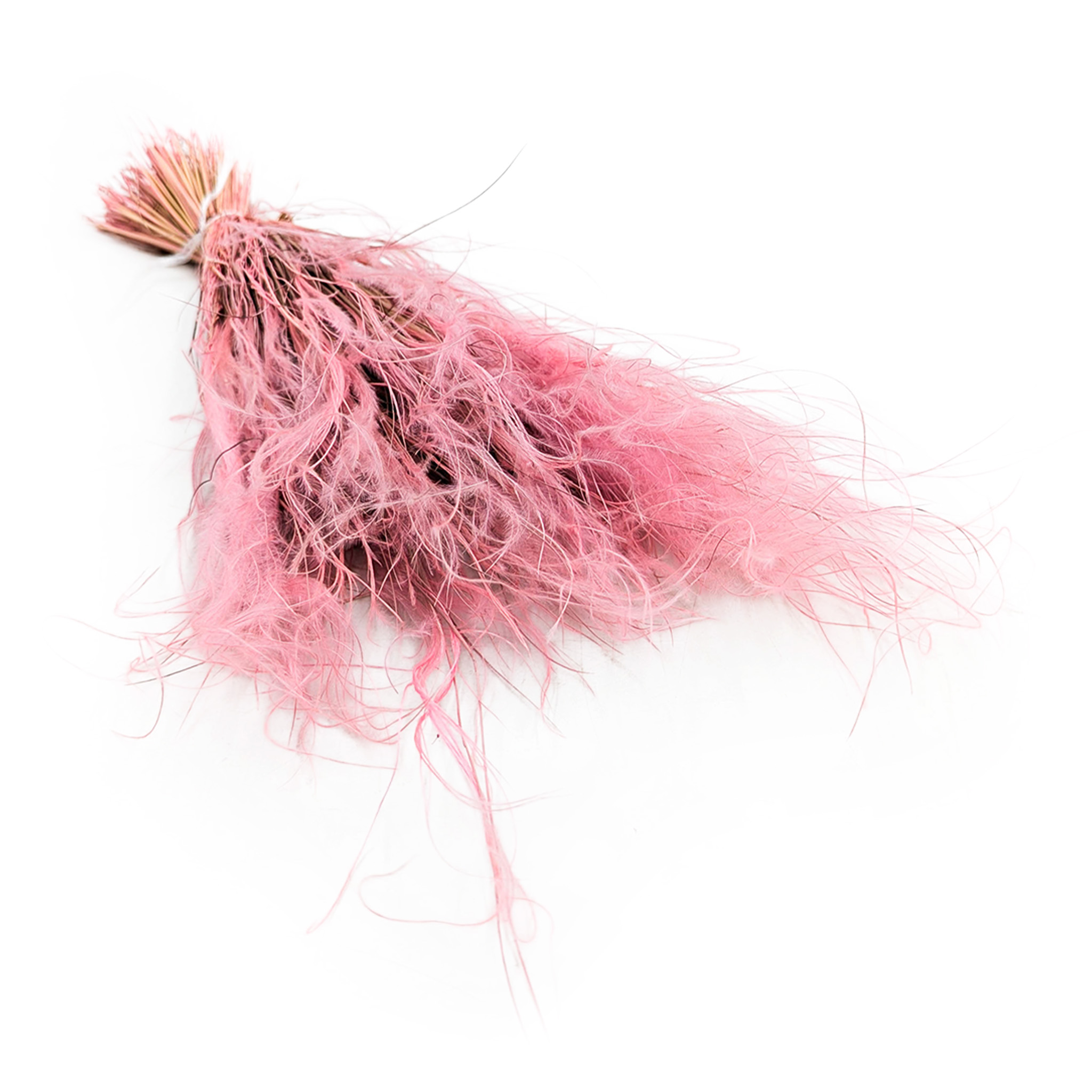 Feather Grass Dried - Stipa pennata - Antique Pink