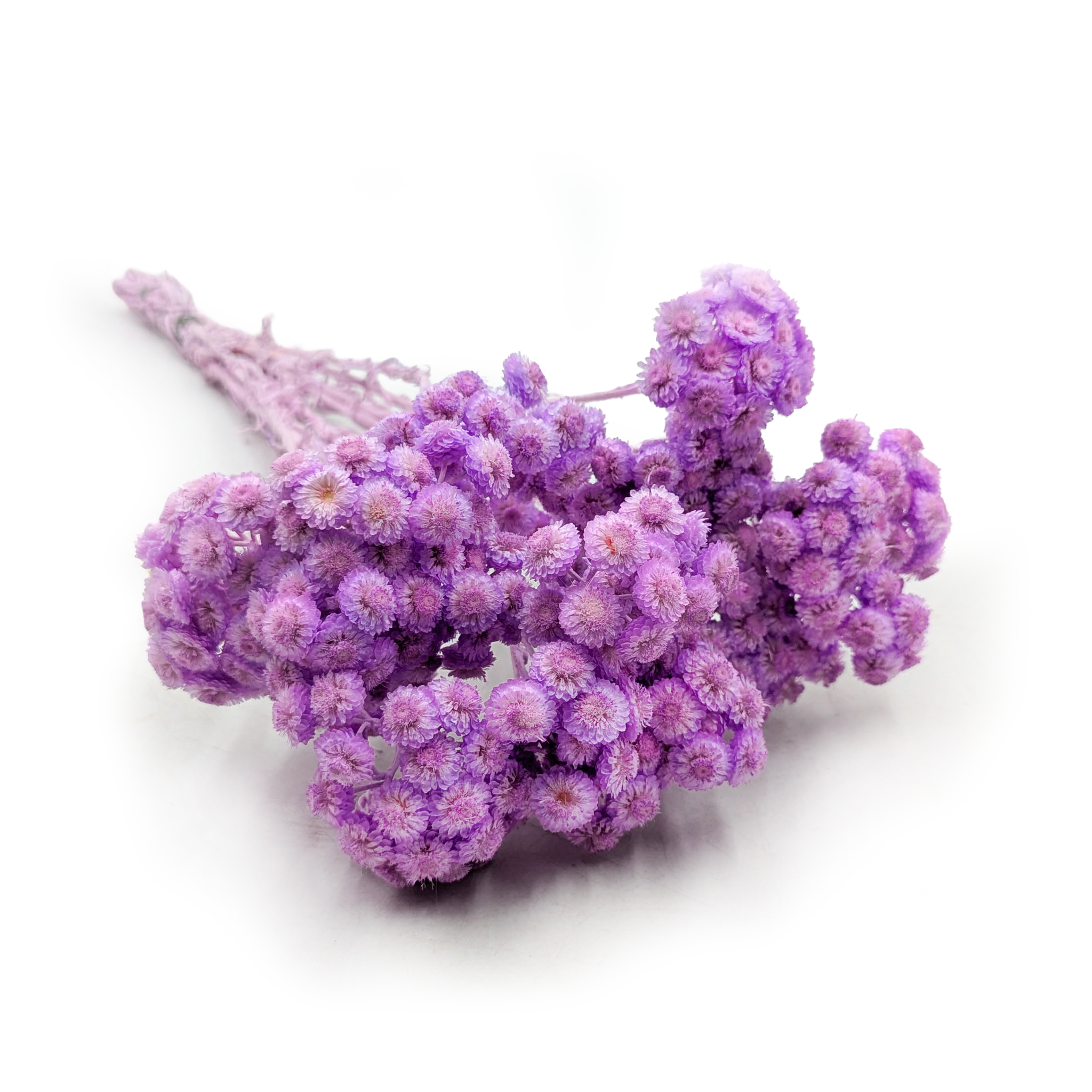 Dried helichrysum - (Helichrysum italicum) - Lilac