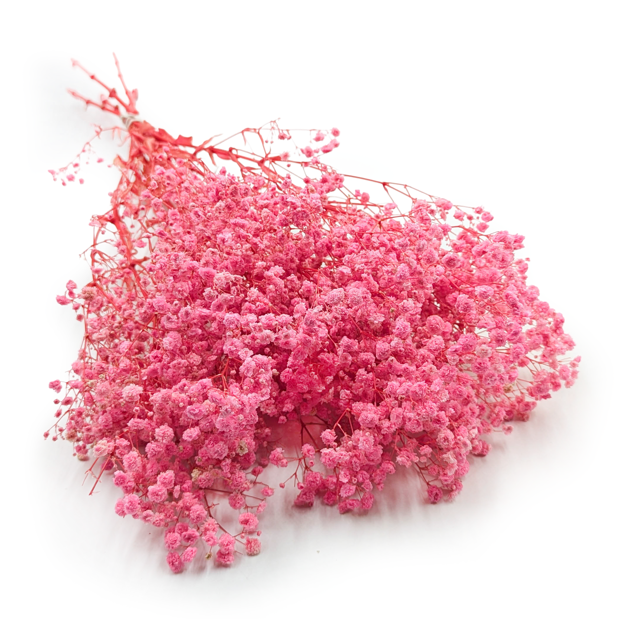 Stabilized Gypsophila - (Gypsophila) - Royal Bouquet - Pink