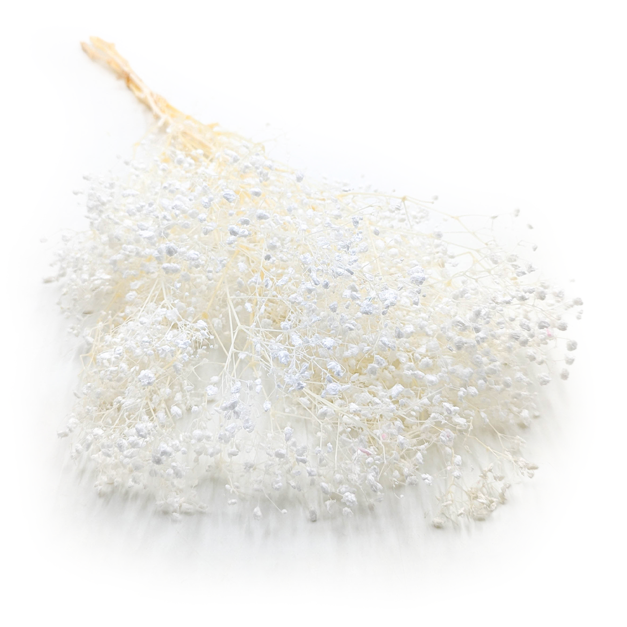 Stabilized Gypsophila - (Gypsophila) - Royal Bouquet - Bleached White