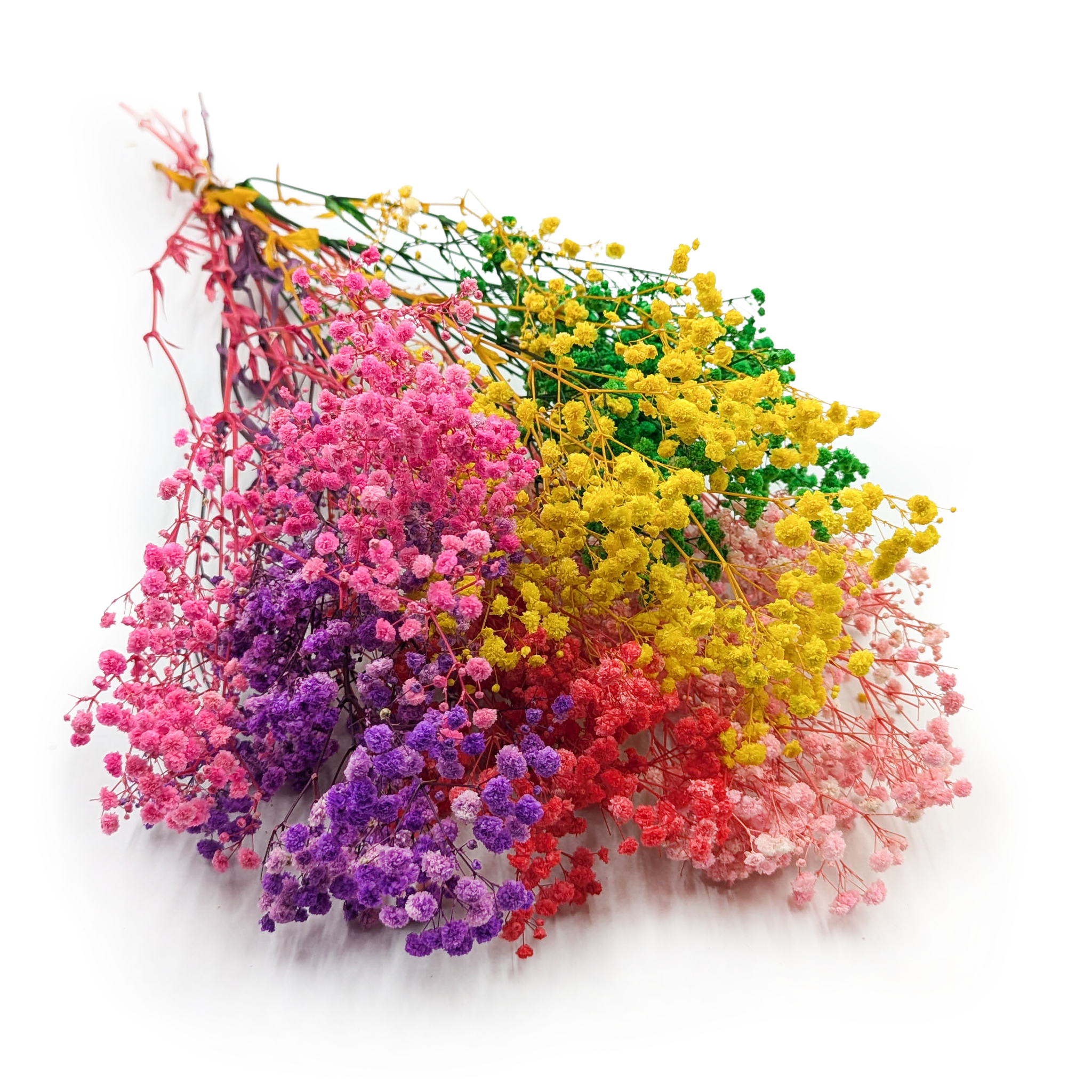Stabilized Gypsophila - (Gypsophila) - Royal Bouquet - Color Mix