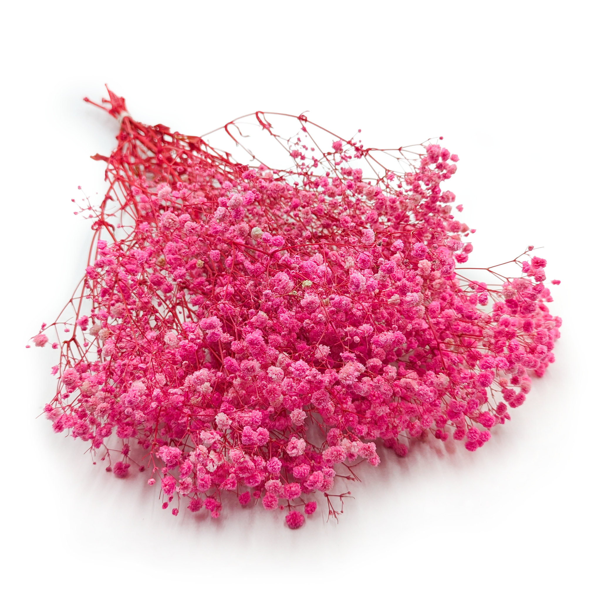 Stabilized Gypsophila - (Gypsophila) - Royal Bouquet - Dark Pink