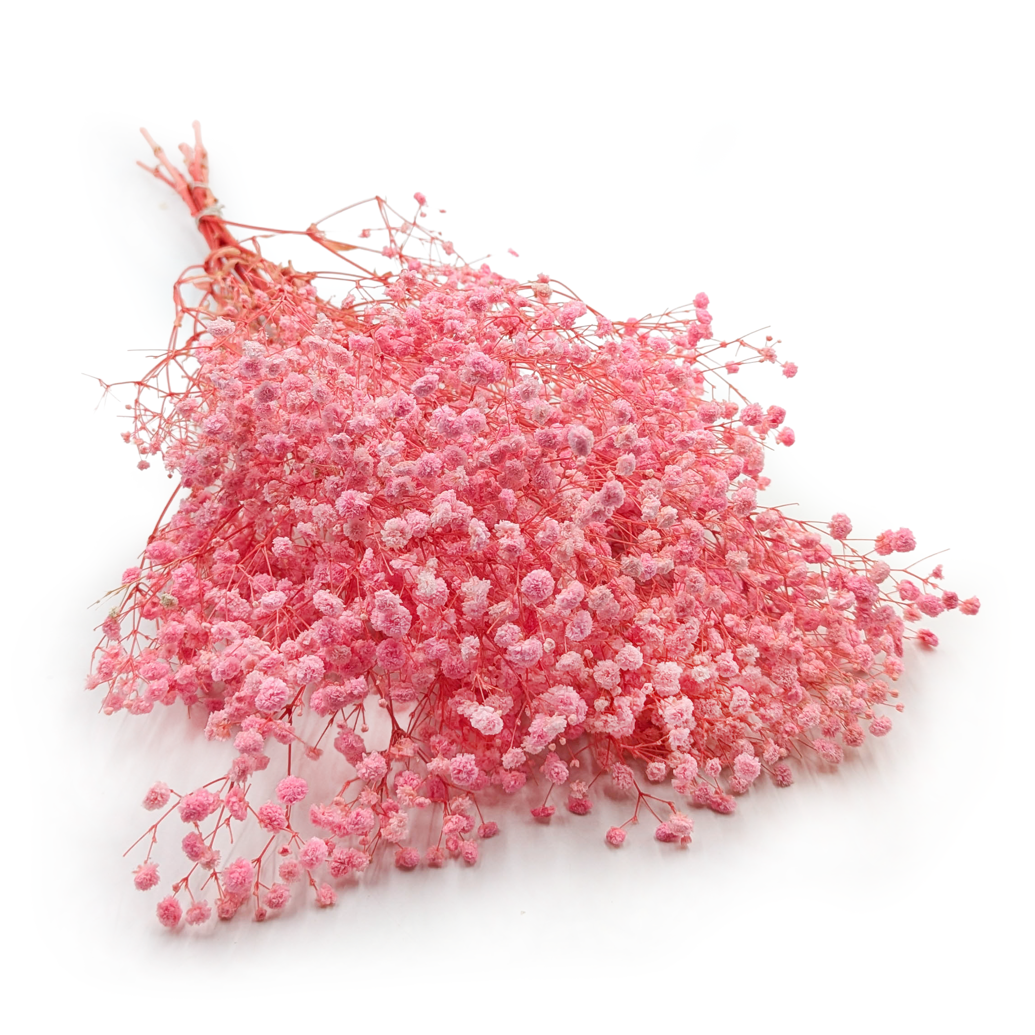 Stabilized Gypsophila - (Gypsophila) - Royal Bouquet - Light Pink 