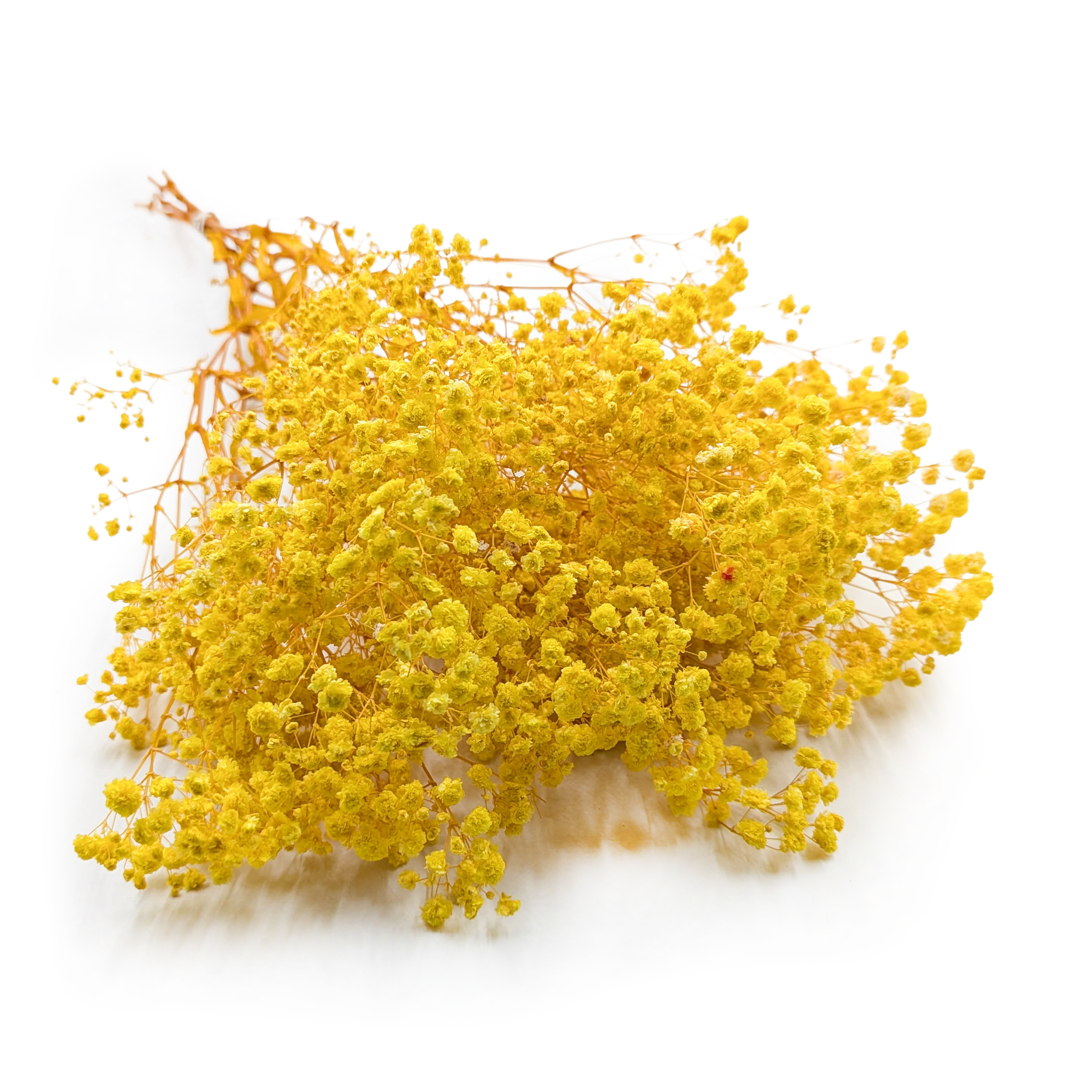 Stabilized Gypsophila - (Gypsophila) - Royal Bouquet - Yellow