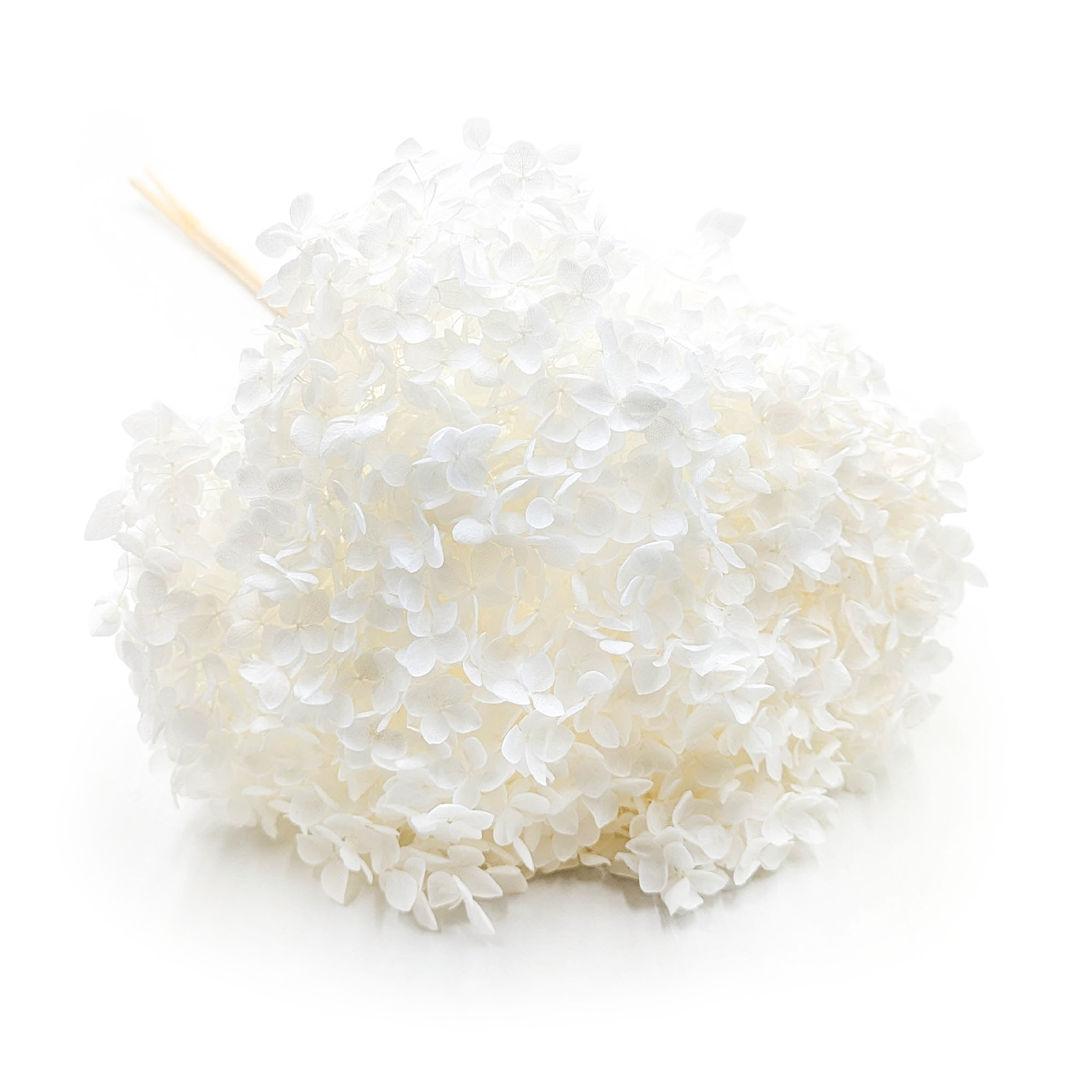 Hydrangea Preserved - (Hydrangea Cabeza) - Royal - Bleached