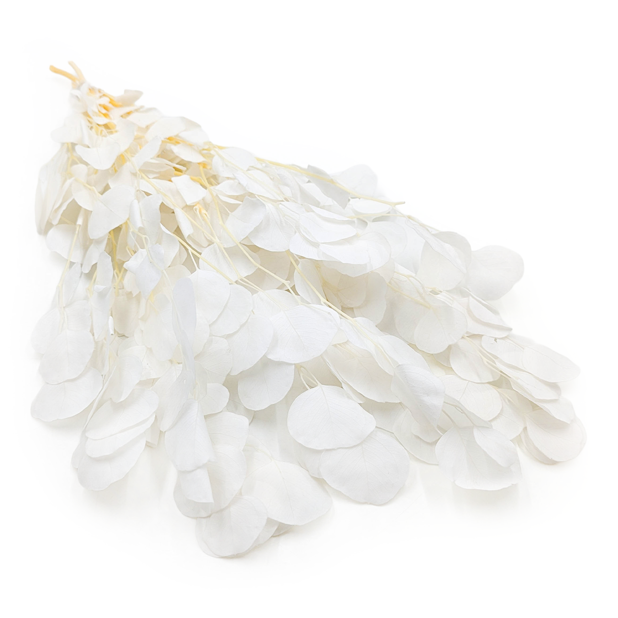 Preserved Eucalyptus - Populus - Royal - Bleached